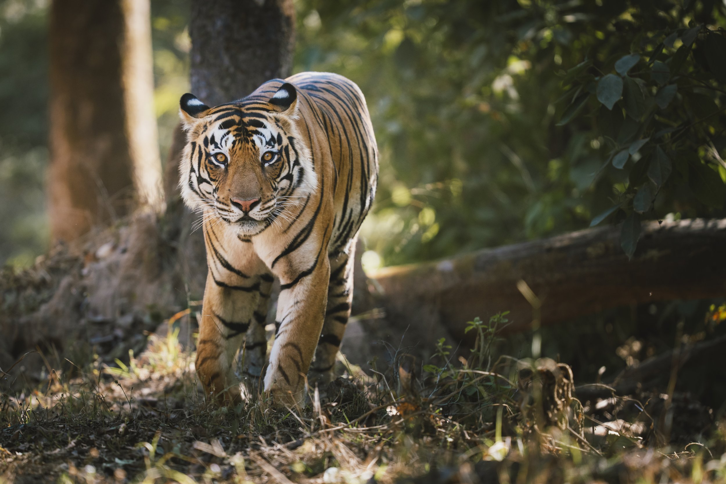 India-138.jpg