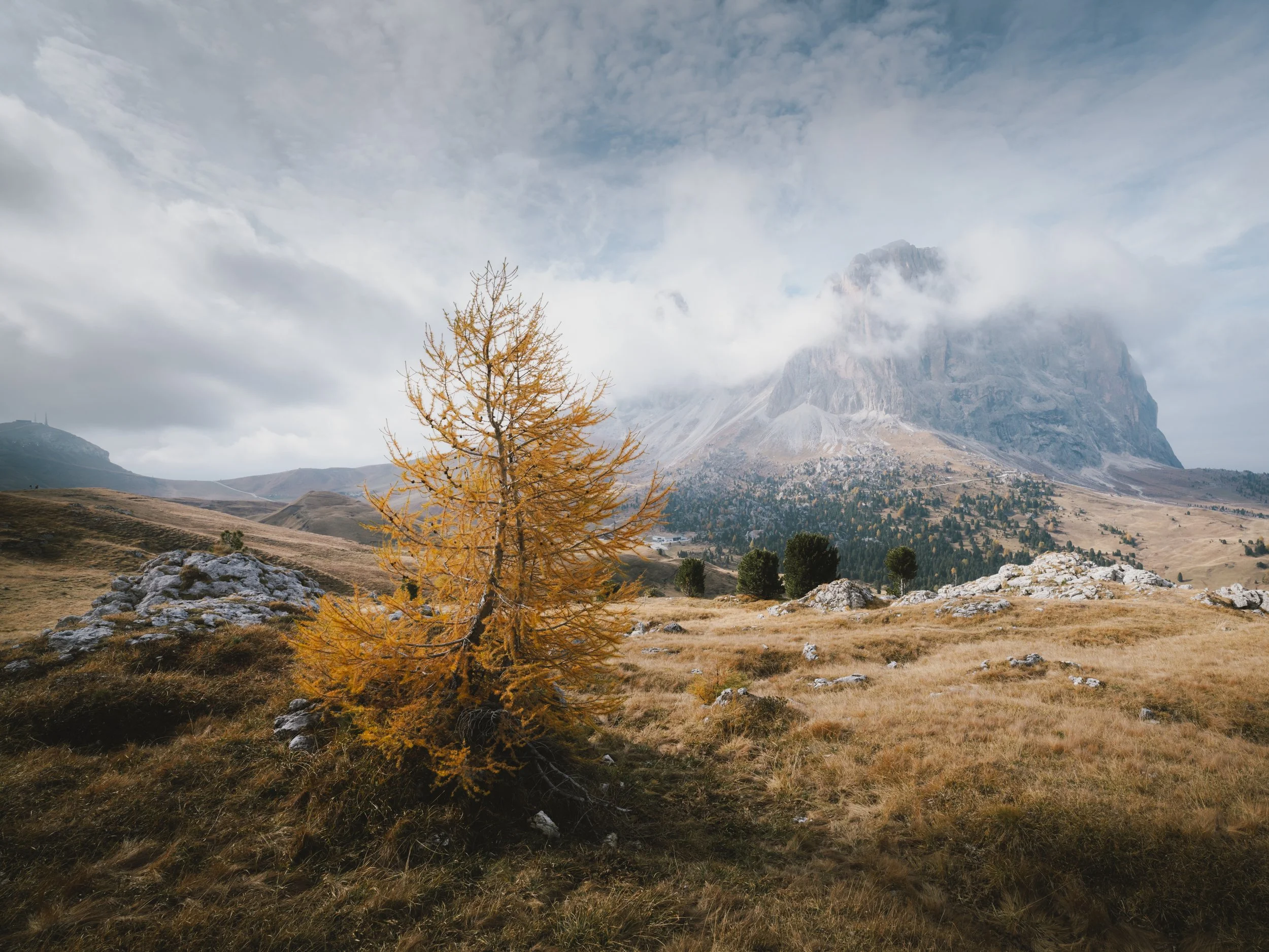 Trees