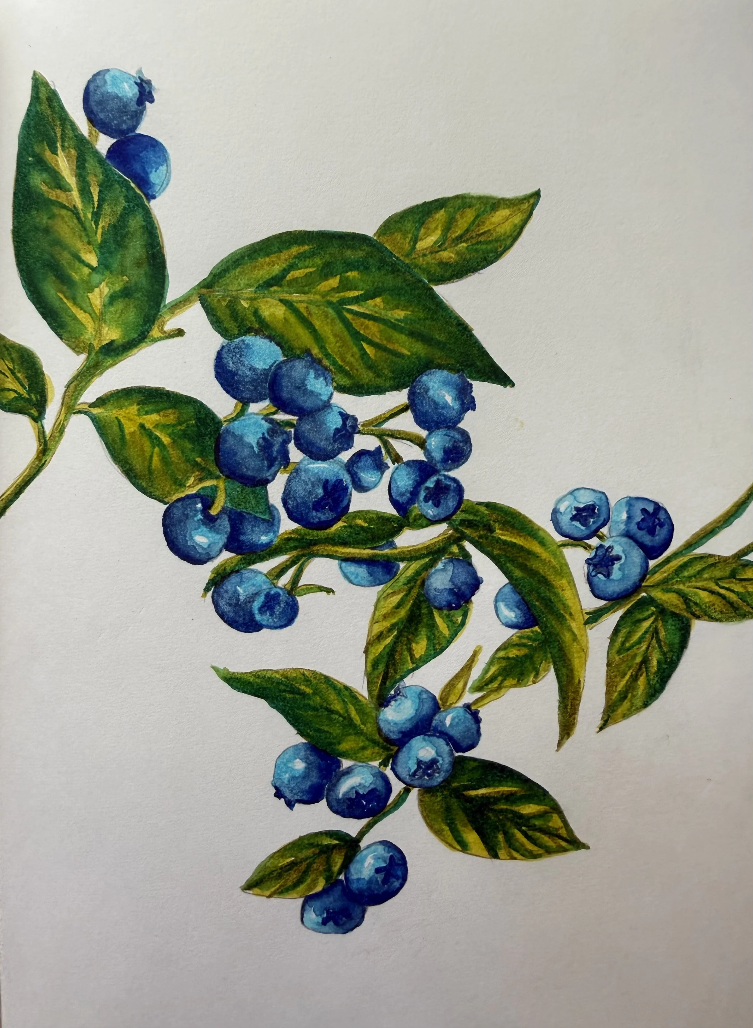 Blueberries
