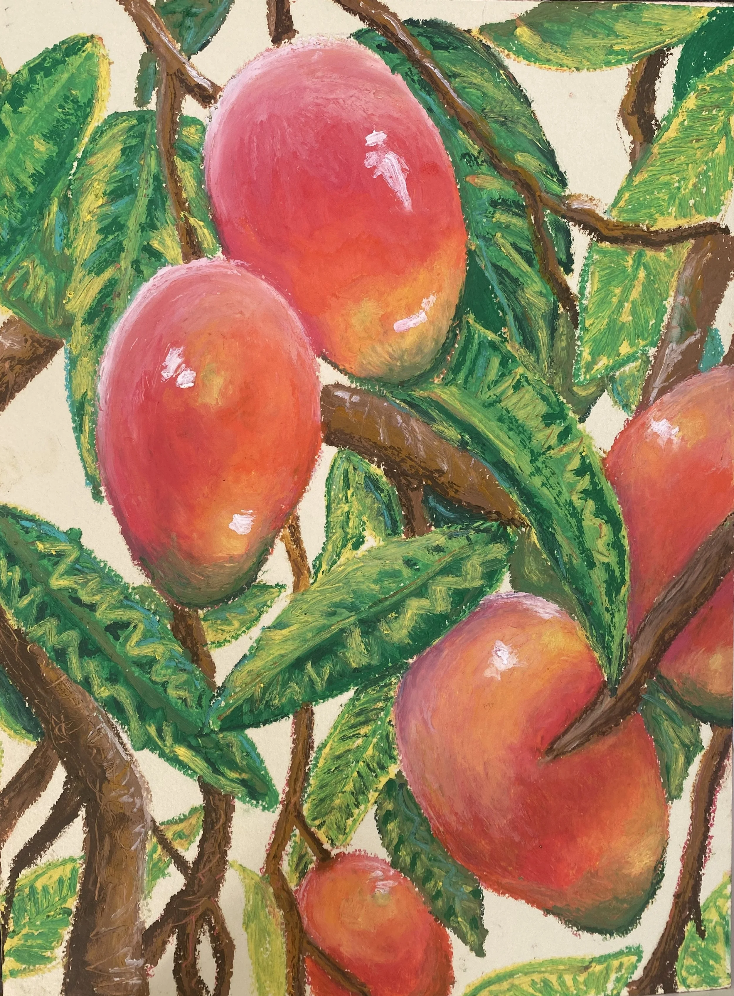 Miami Mangoes
