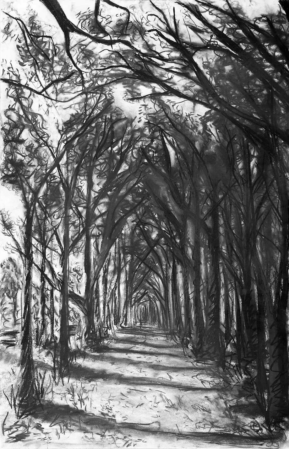 Forbidden Forest