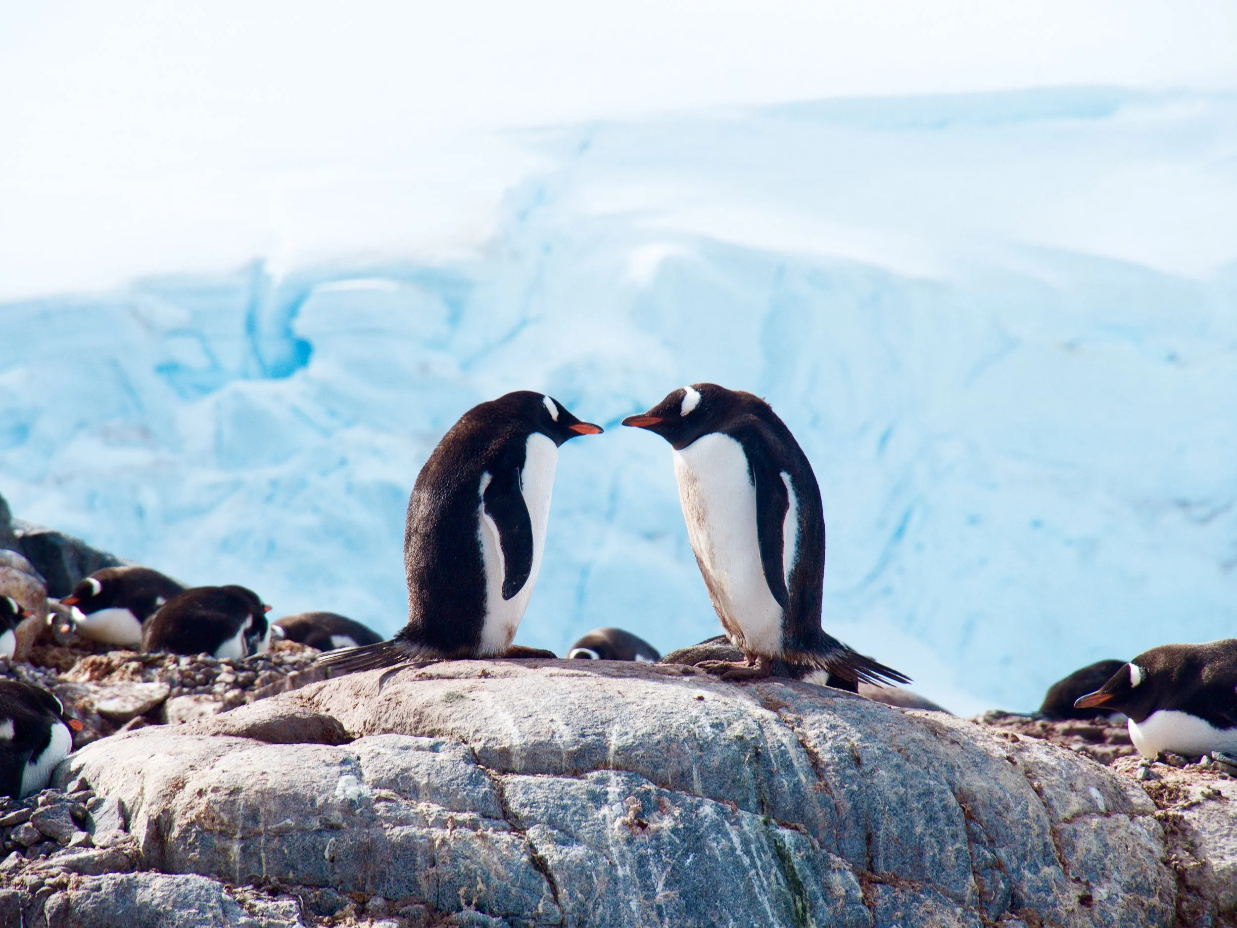 cara-holmes-pepperbox-media-antarctica.jpg