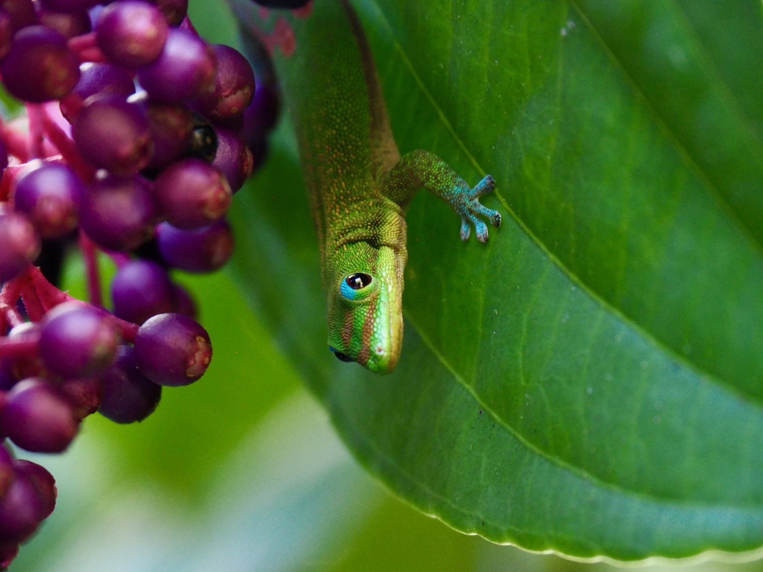 cara holmes pepperbox media.jpeg