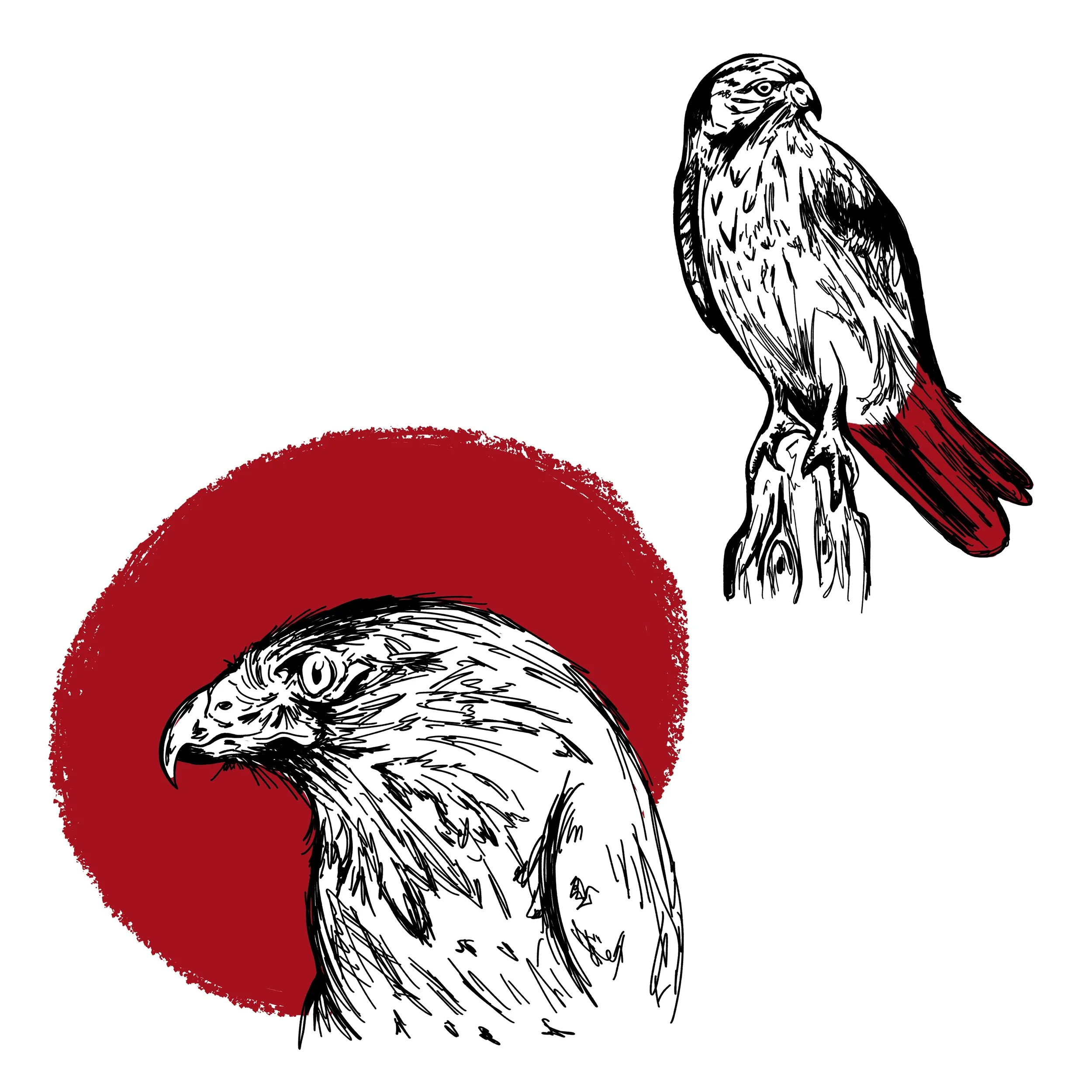 Sketchy hand drawn art of a red-tailed hawk. 