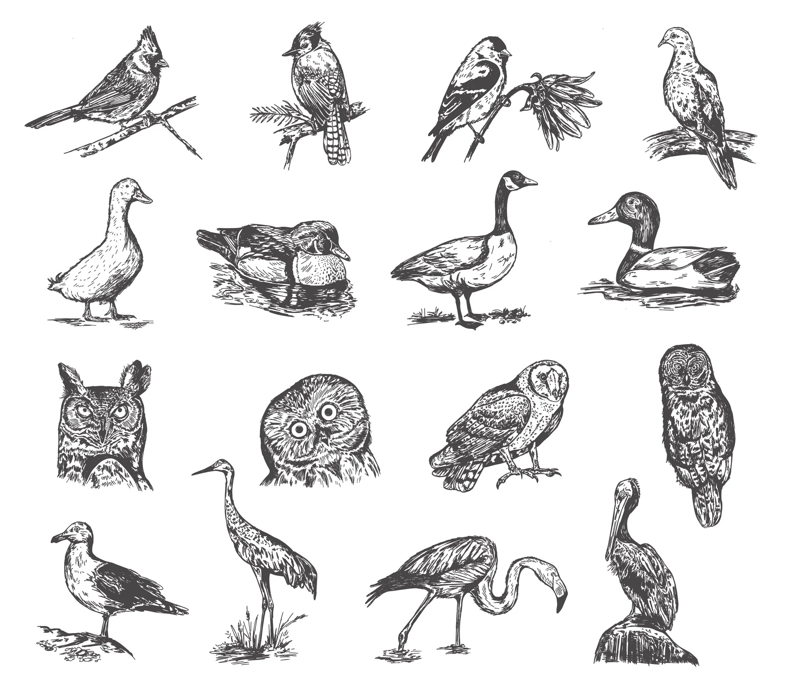 Hand-drawn pen and ink illustration series of birds, owls, ducks and coastal bird drawings. 