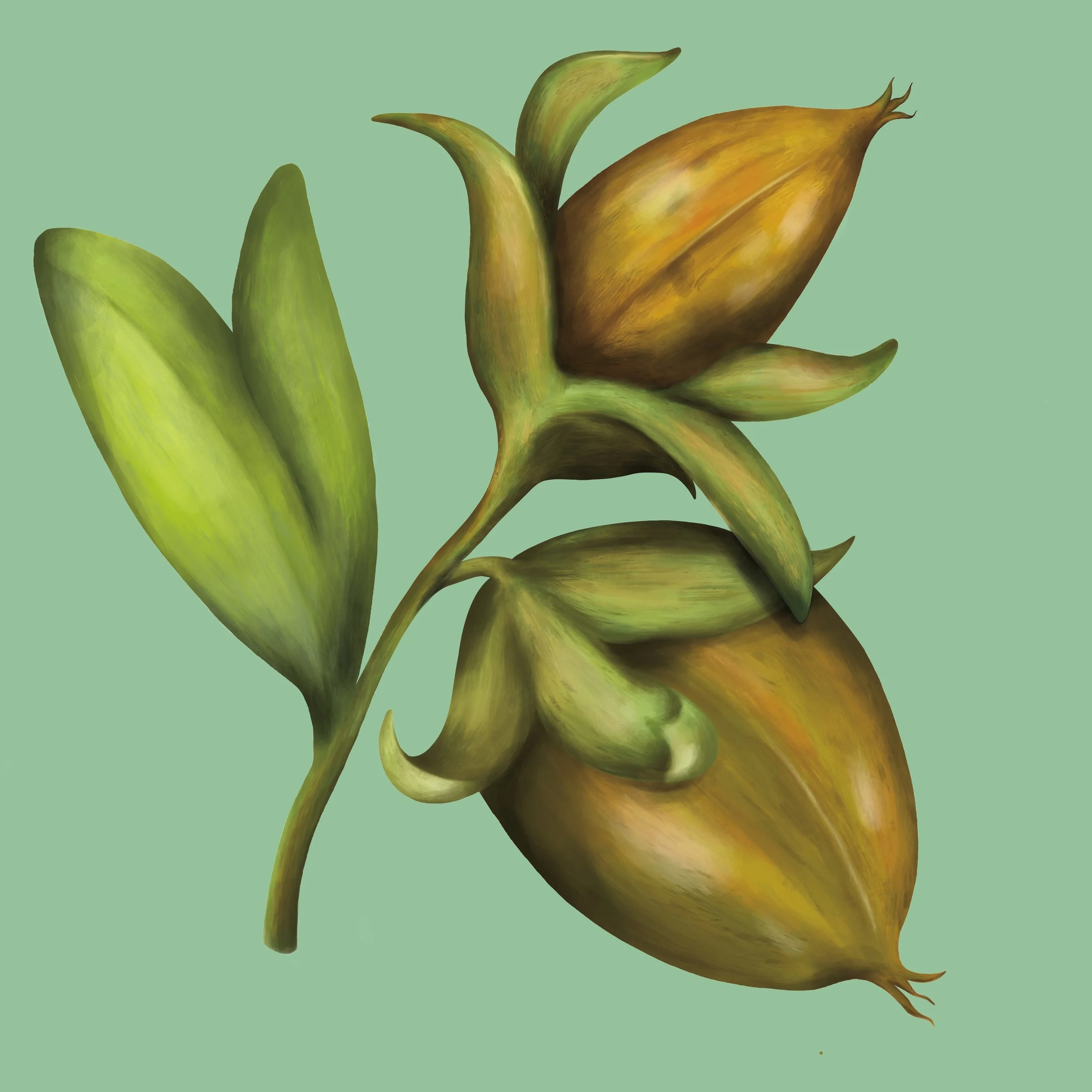Jojoba nut plant botanical painting with fine brush strokes and soft details. 