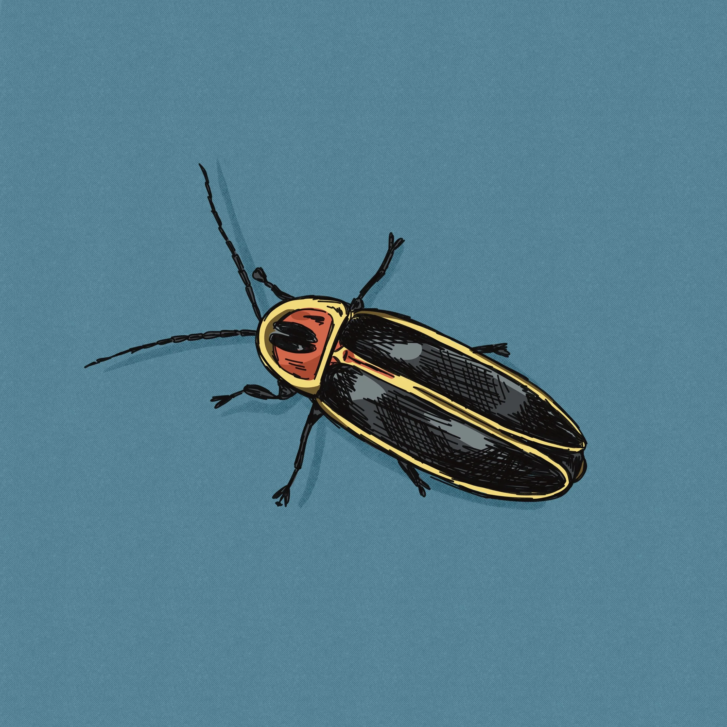 Lightening bug hand drawn illustration. 