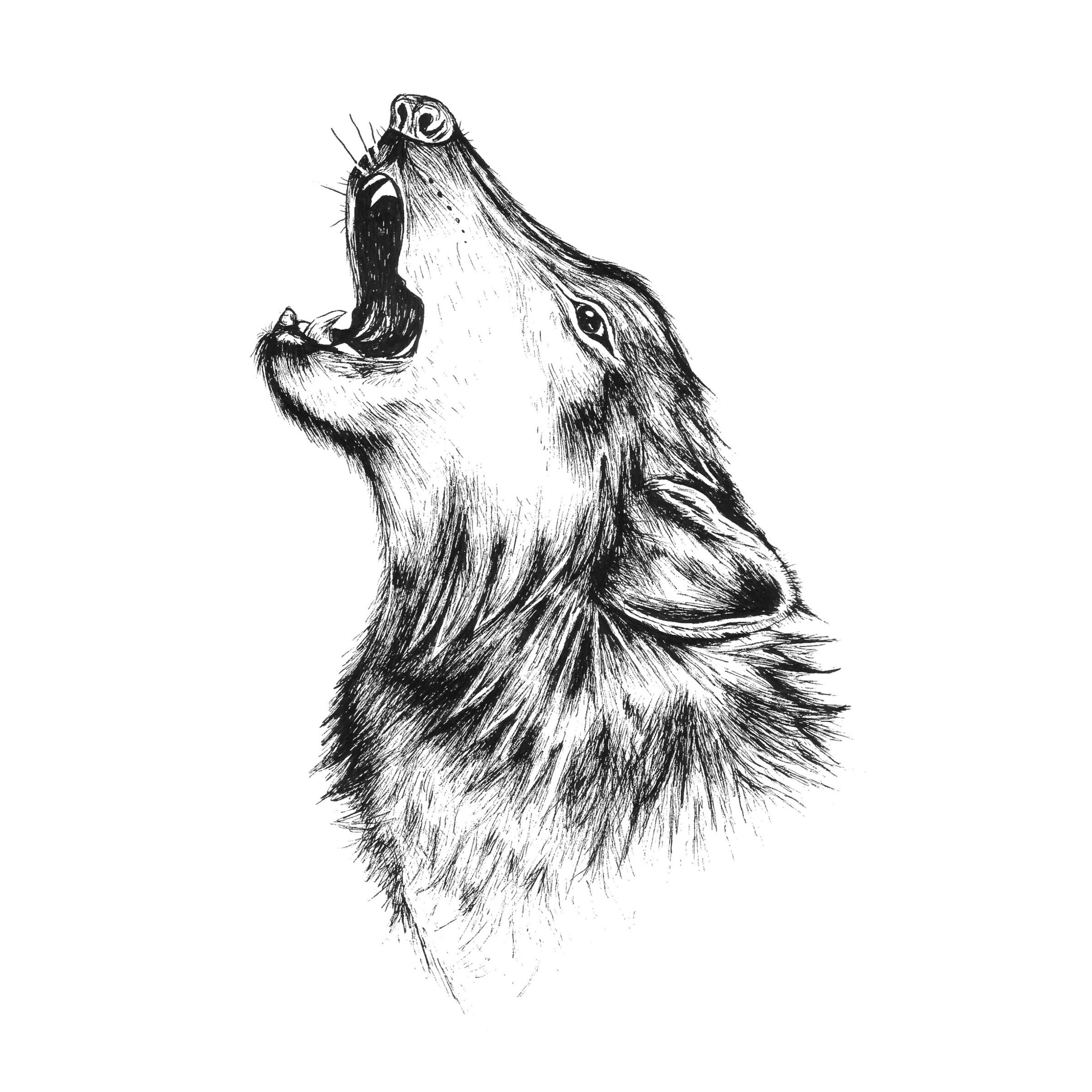 Wolf+Howl+8X10P-024.jpg