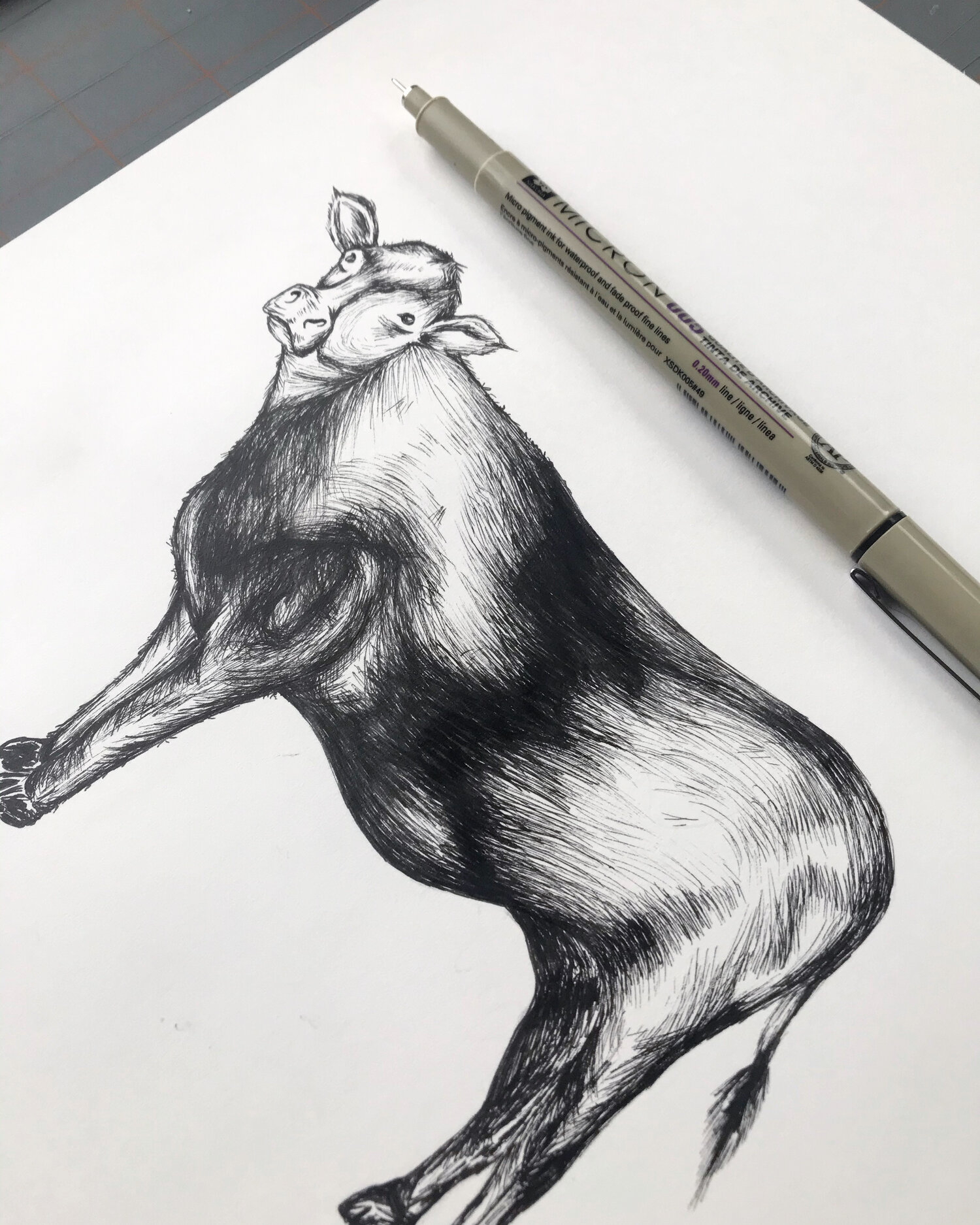 Cow Pen & Ink Drawing For Sale - signed original art by Jen Borror — Hoot  Design Studio
