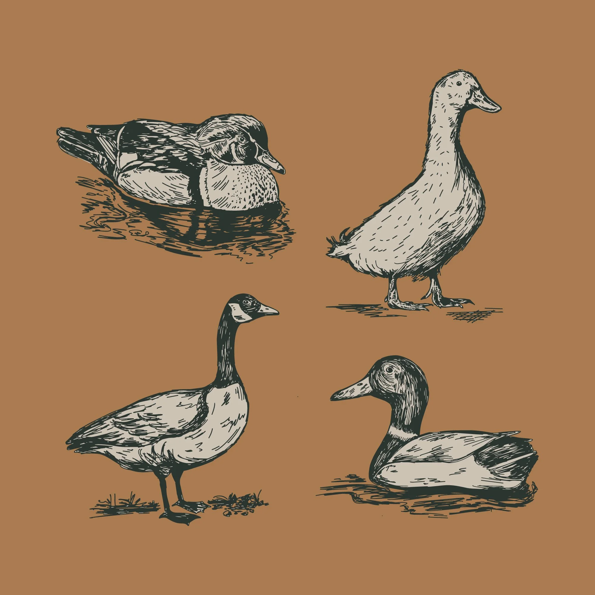 Hand-drawn illustration series of ducks including Pekin, Mallard, Wood Duck and a Canadian Goose. 