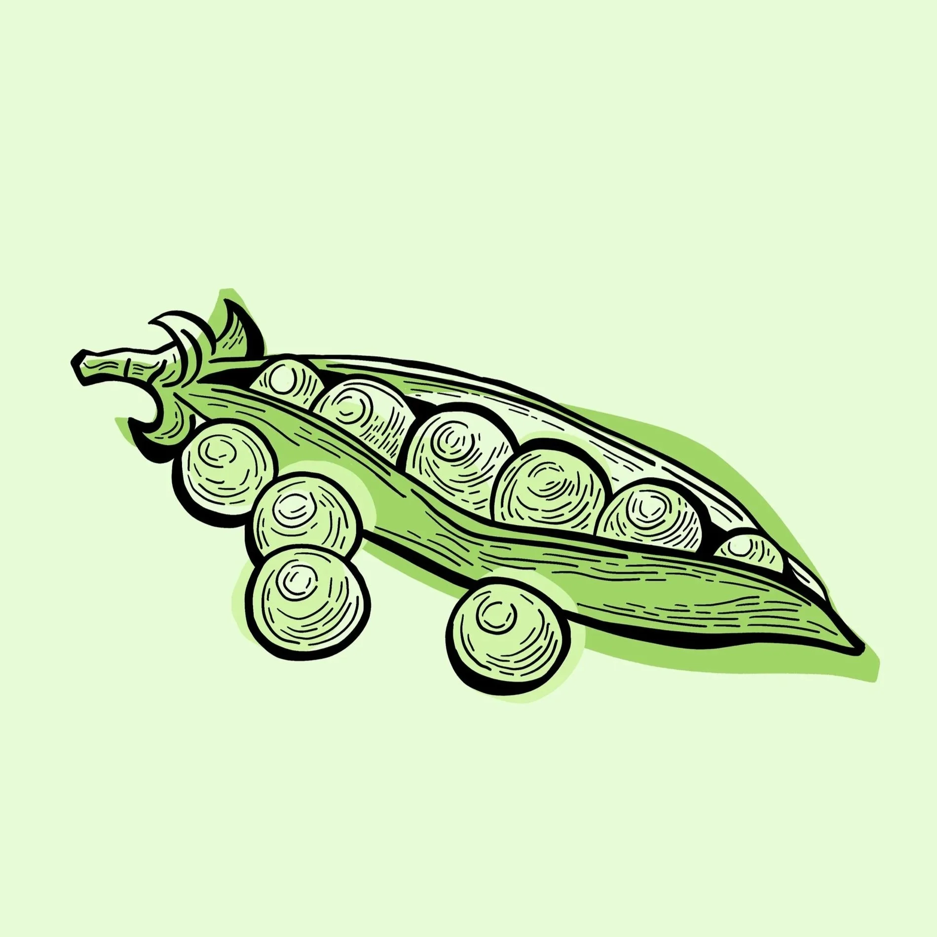 etching+illustration+of+peas+in+pod.jpg