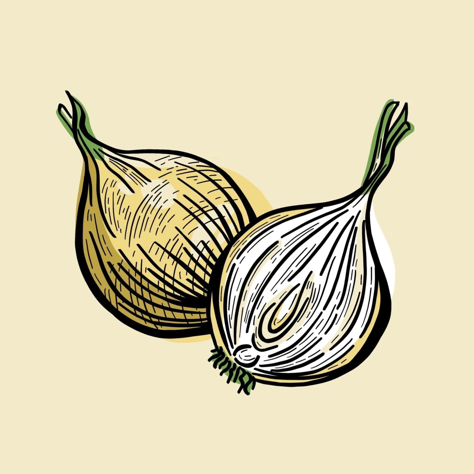 onion+illustration+with+layers+in+drawing.jpg