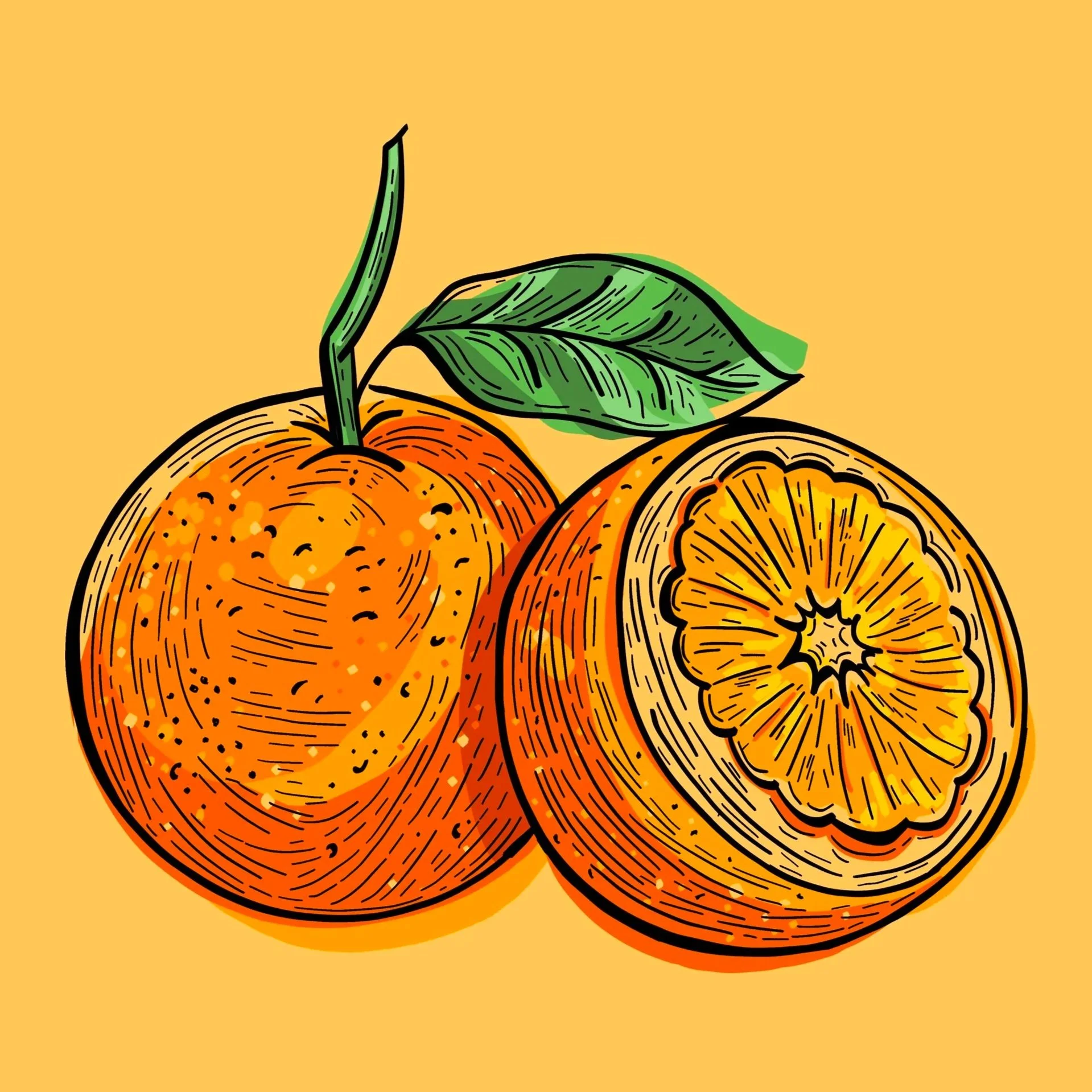 orange+engraving+illustration+for+packaging.jpg
