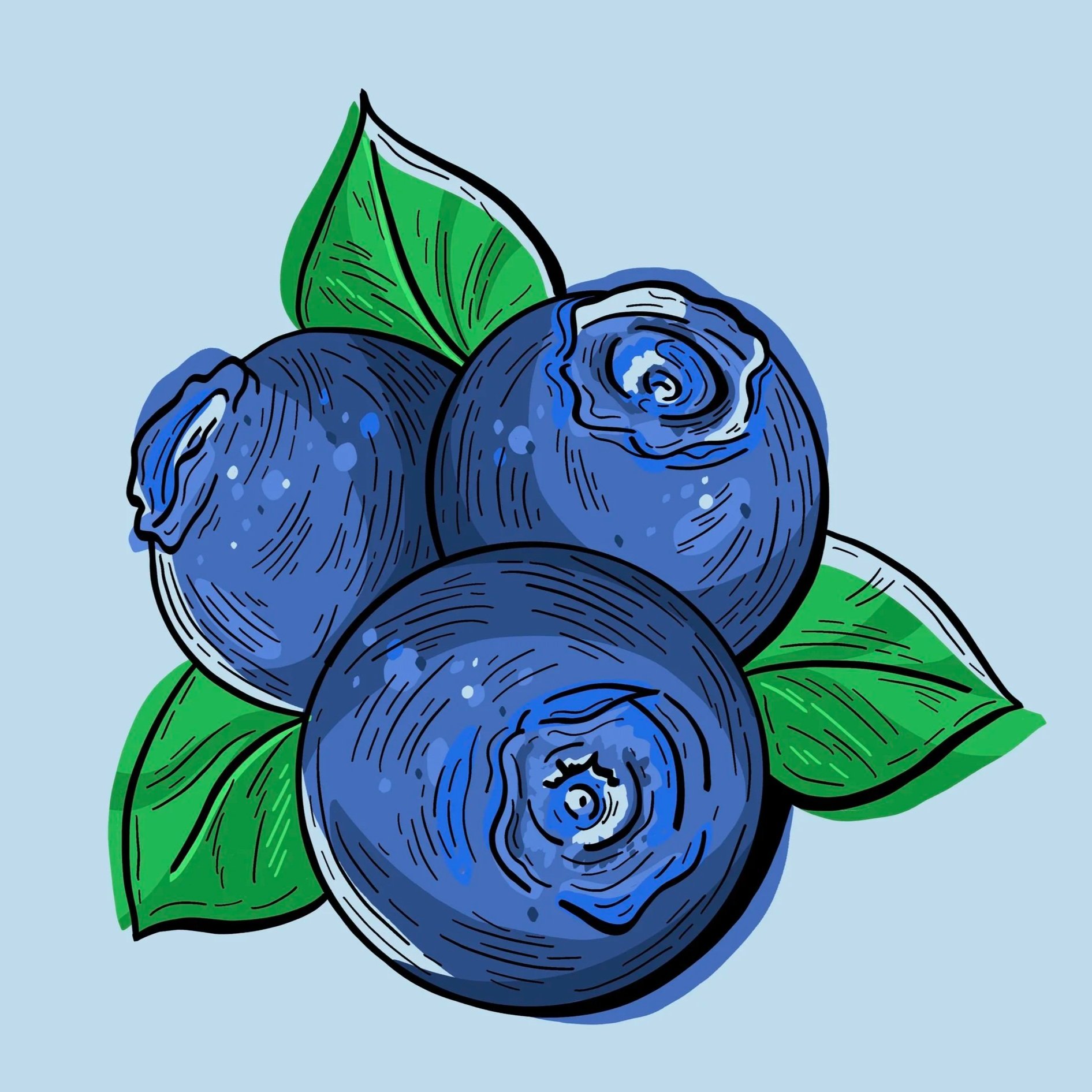 blueberry+engraving+illustration.jpg