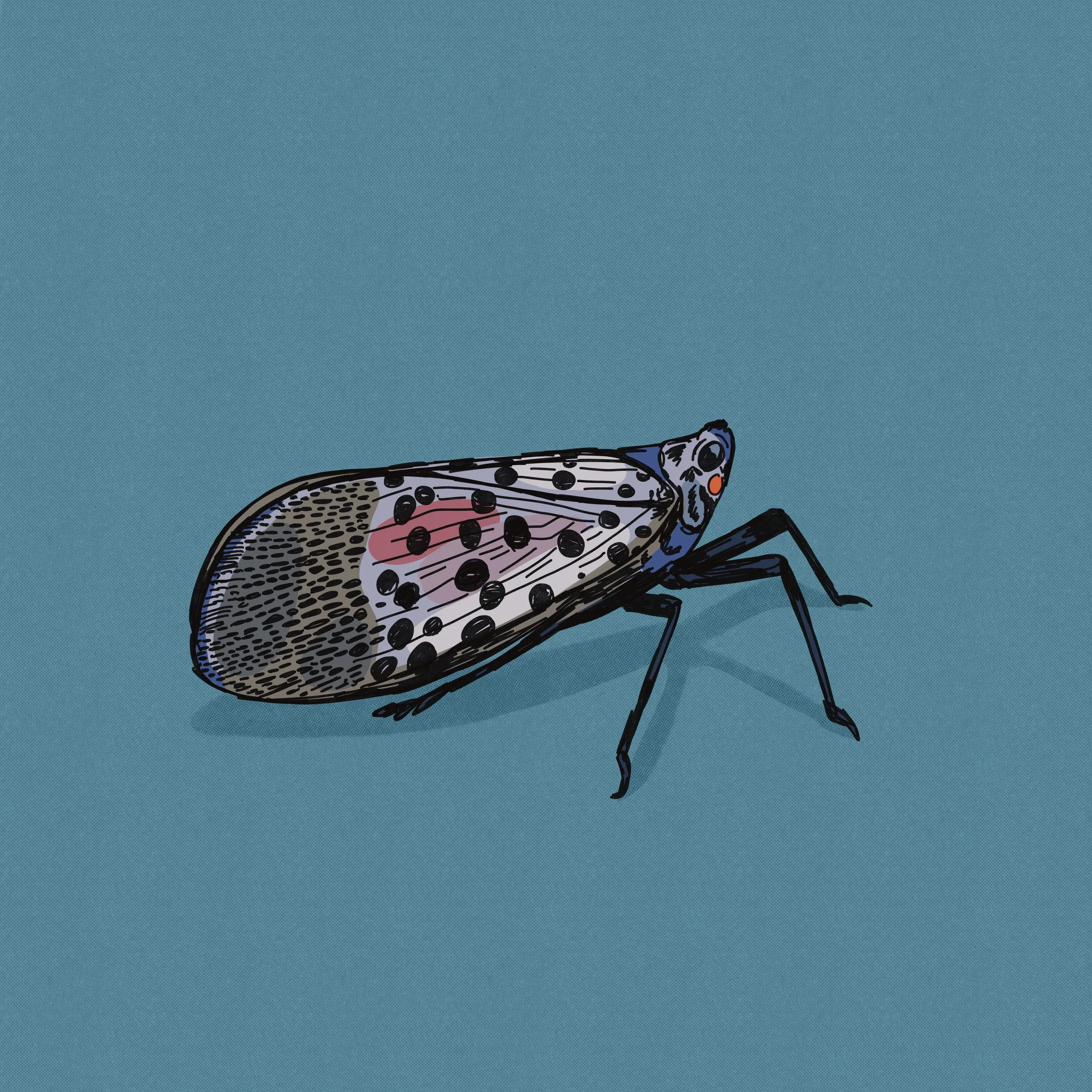 Lantern fly pest illustration with textures and shadows in the art. 