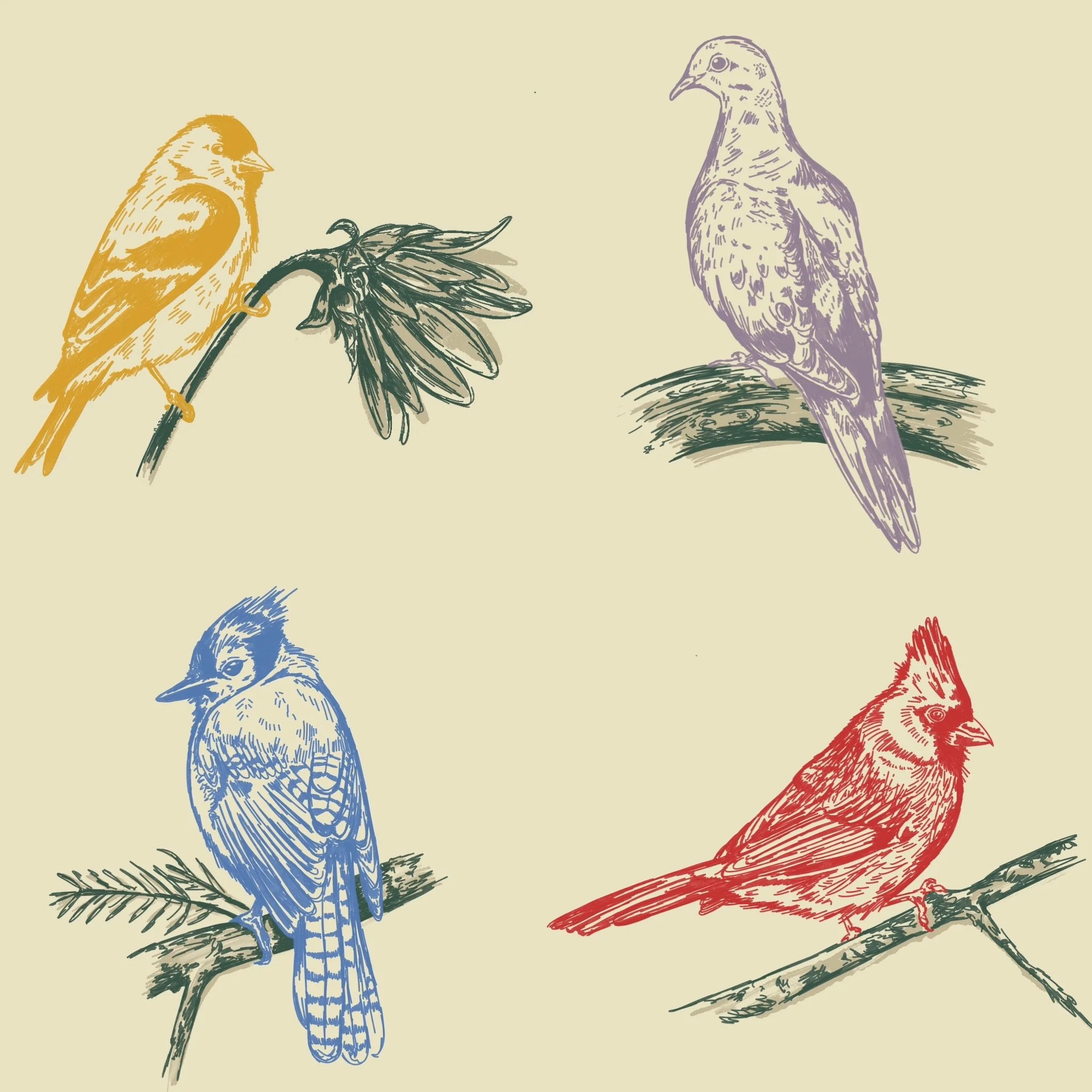 Series of hand drawn back yard bird illustrations in a sketchy style. 