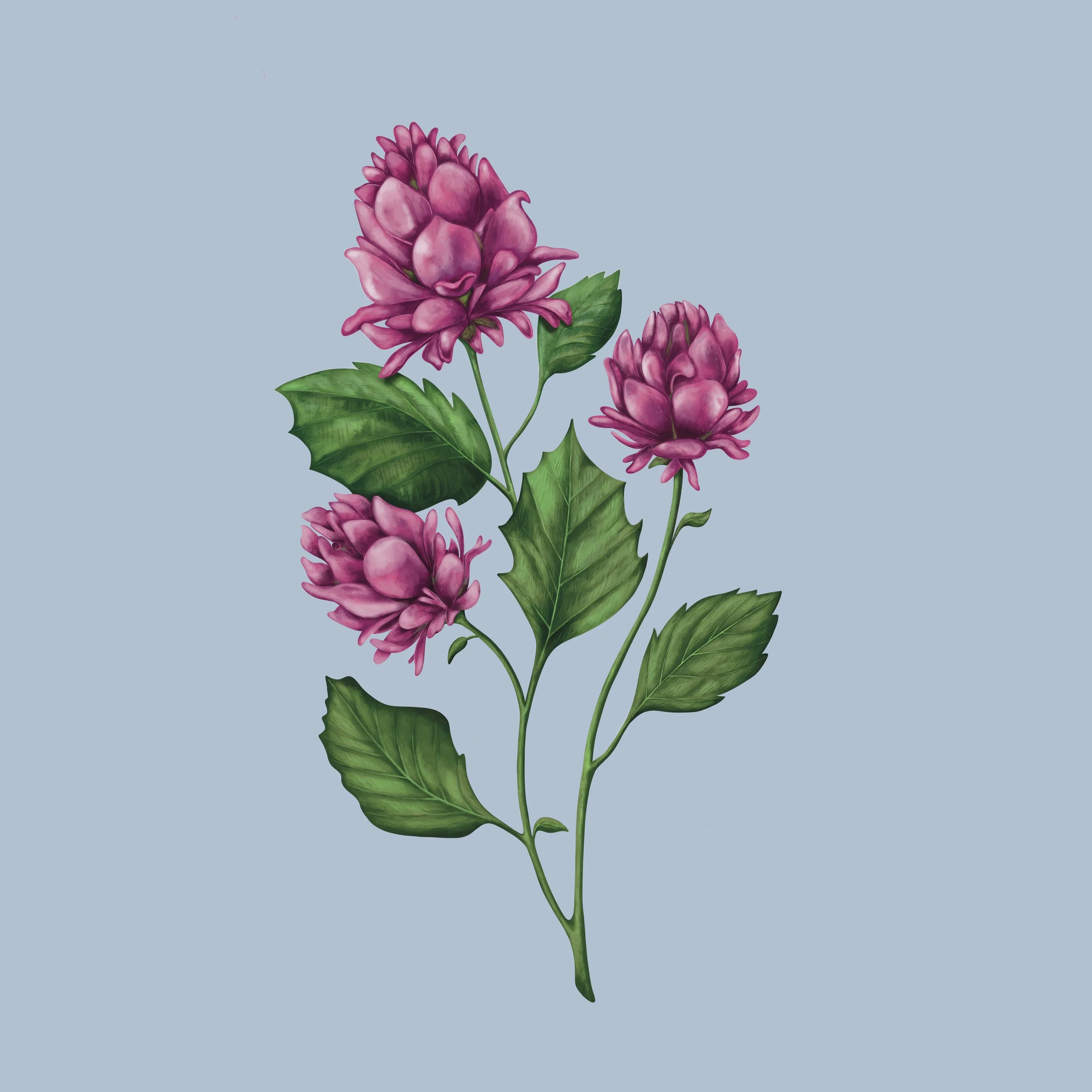 Bakuchiol flower painting for cosmetic packaging and skincare.