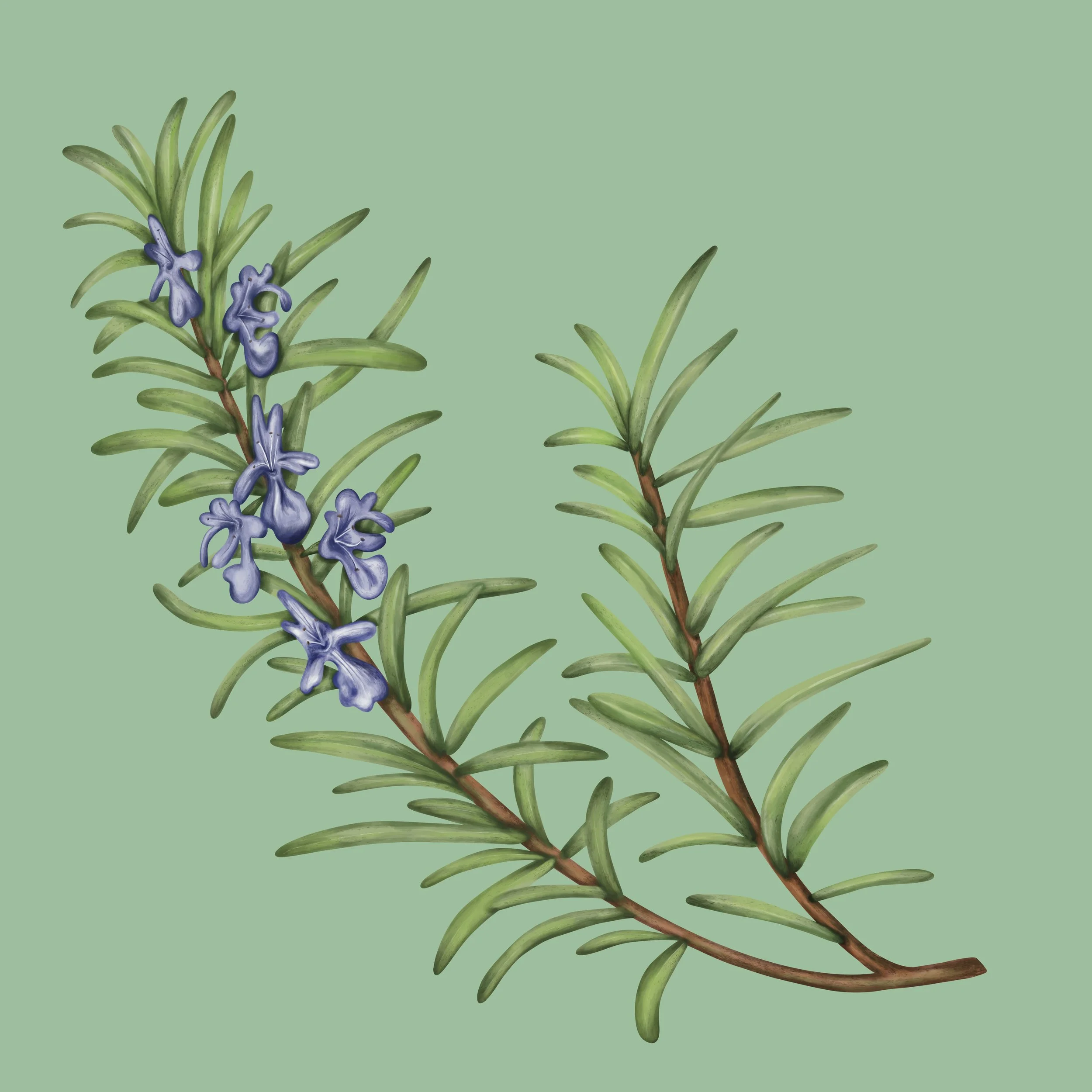 Lavender flower and plant stem painting drawn digitally. 