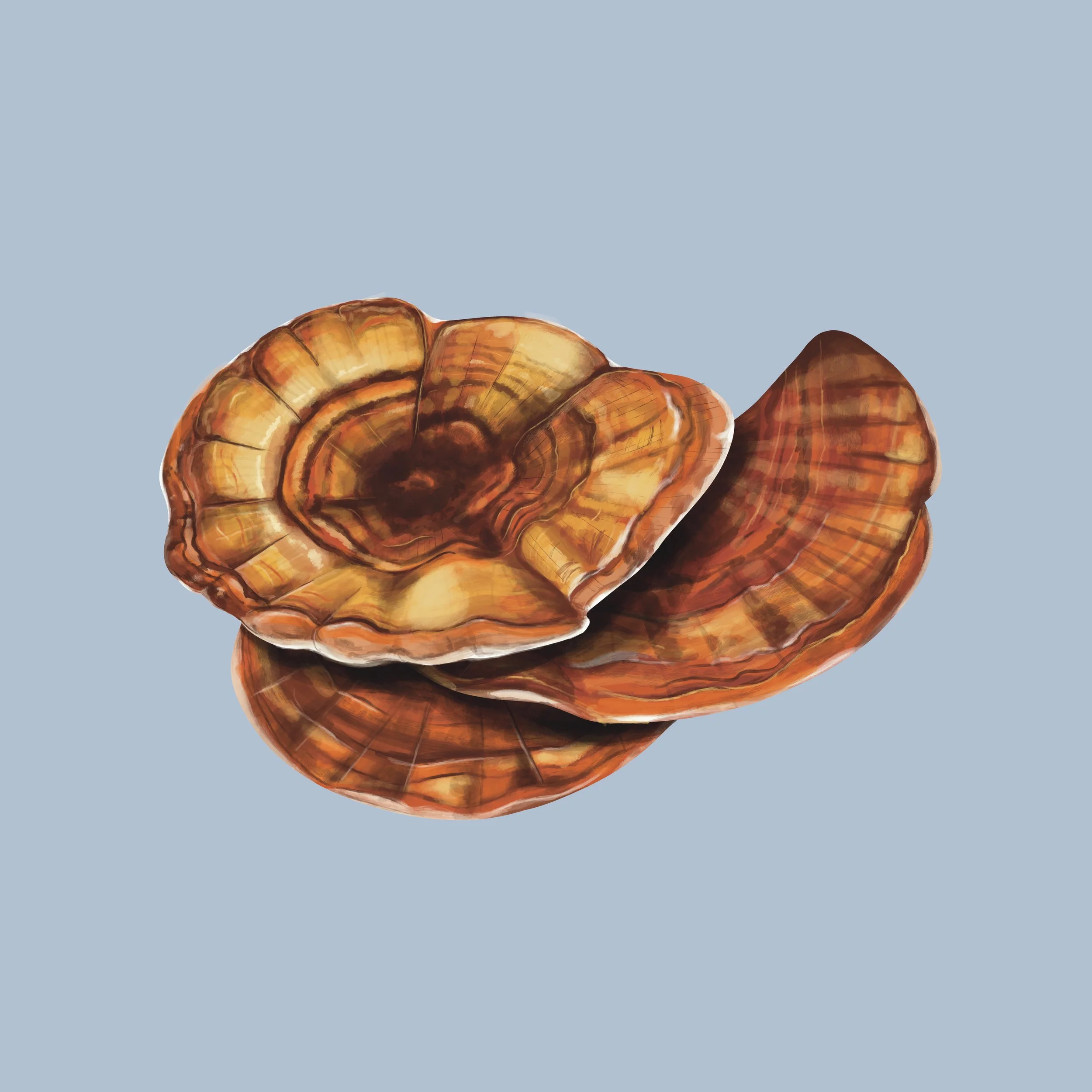 Reishi mushroom painting with shelves stacked in a whimsical layout. 