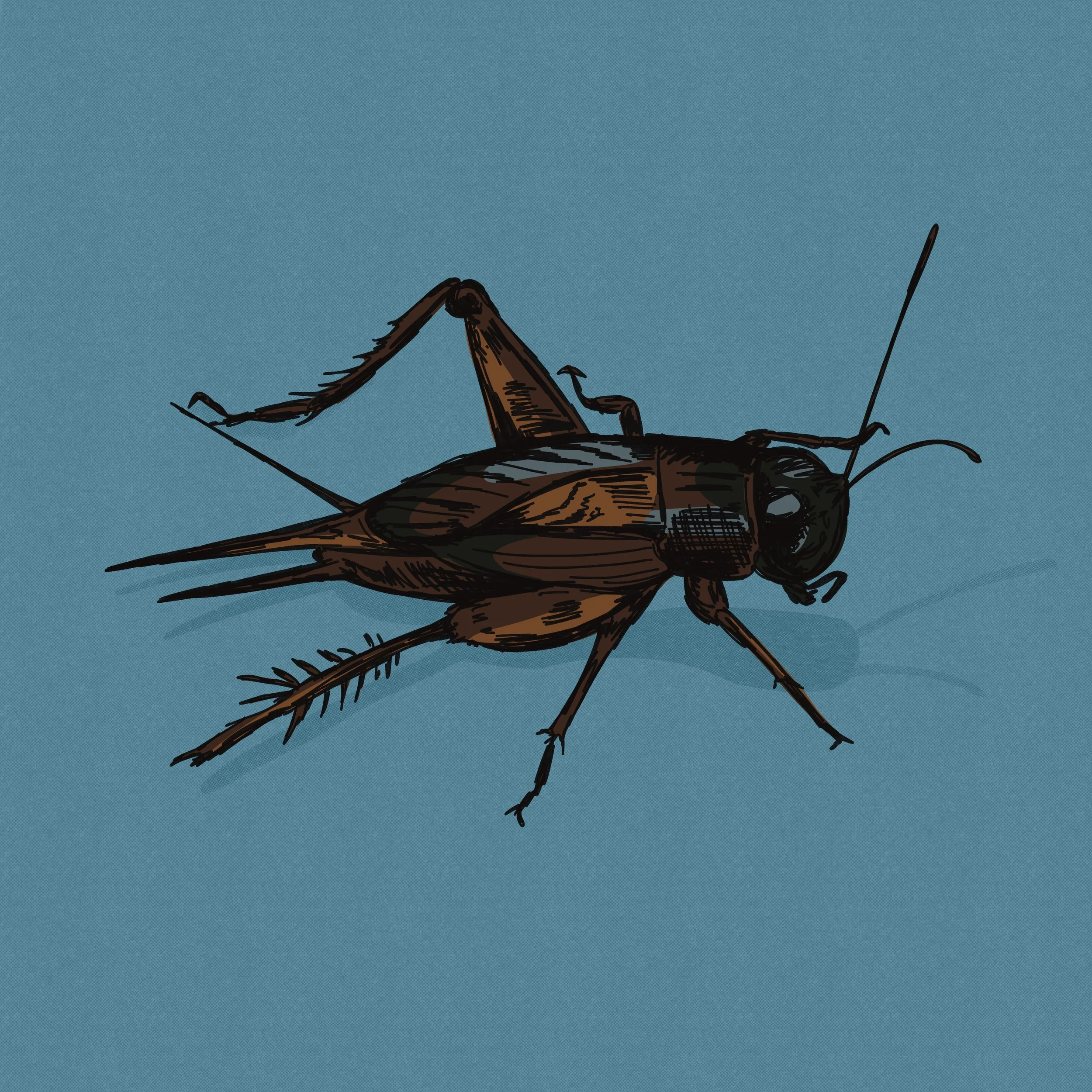 Illustration of a brown cricket drawn in a sketchy style. 