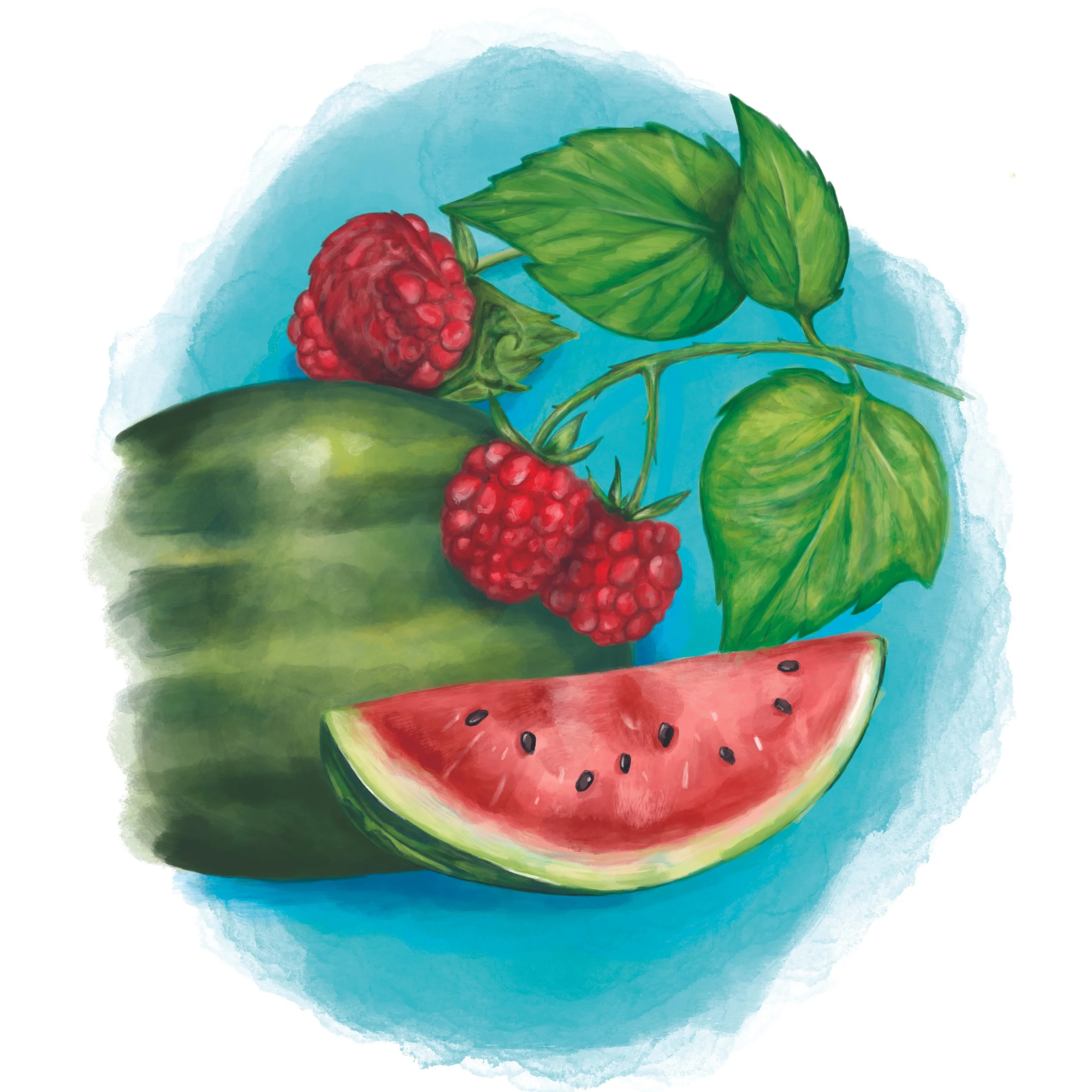 Packaging art illustration of watermelon and red raspberries painted in a watercolor style. 
