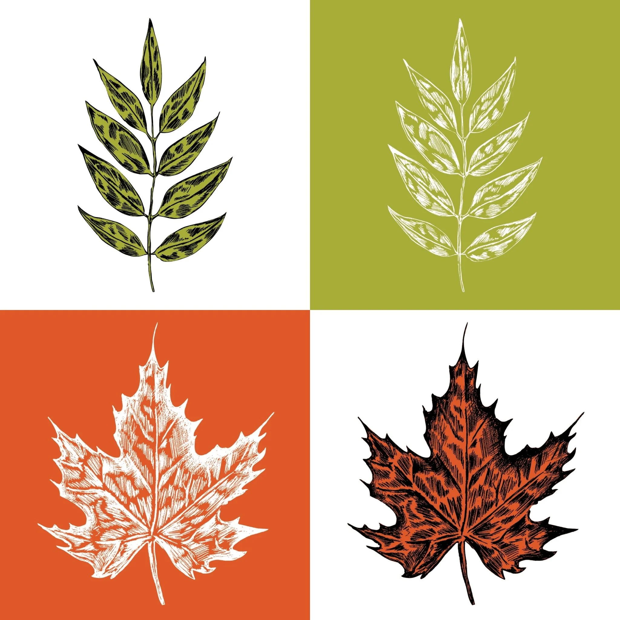 Hand drawn illustrations of leaves. 