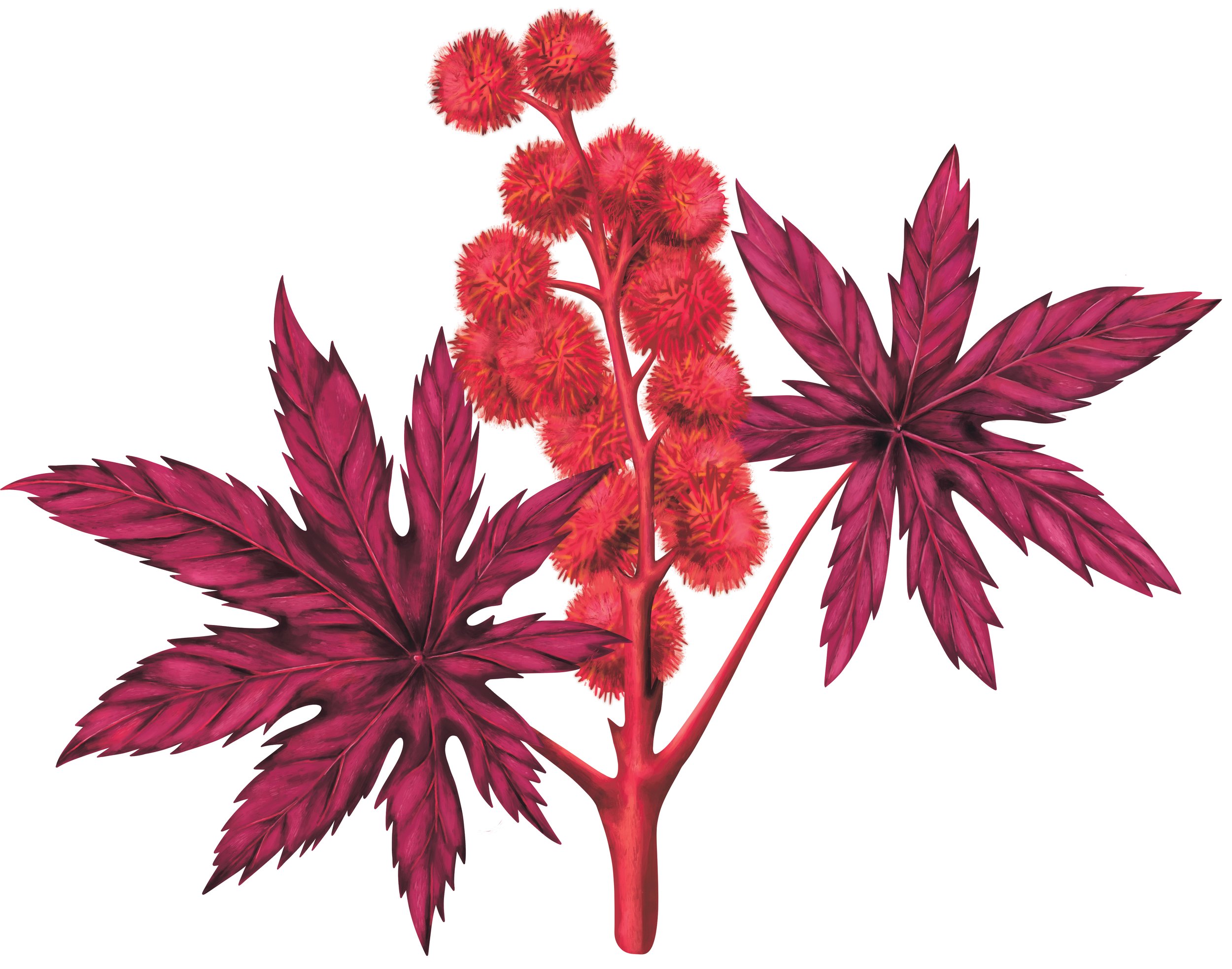 Detailed painting of the castor oil plant with red flowers and maroon leaves. 