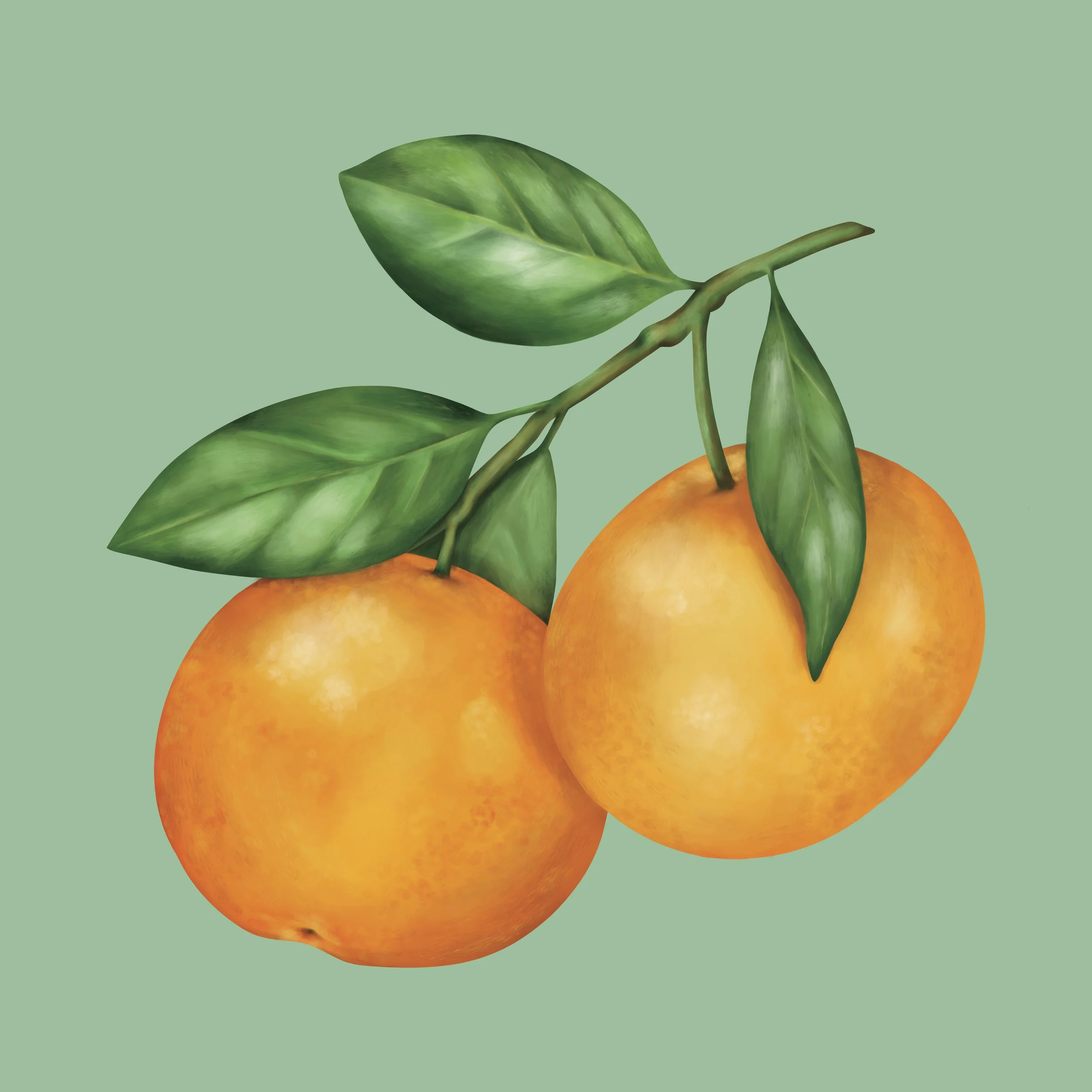 Digital painting of mandarin oranges painted with soft brush strokes in an acrylic style. 