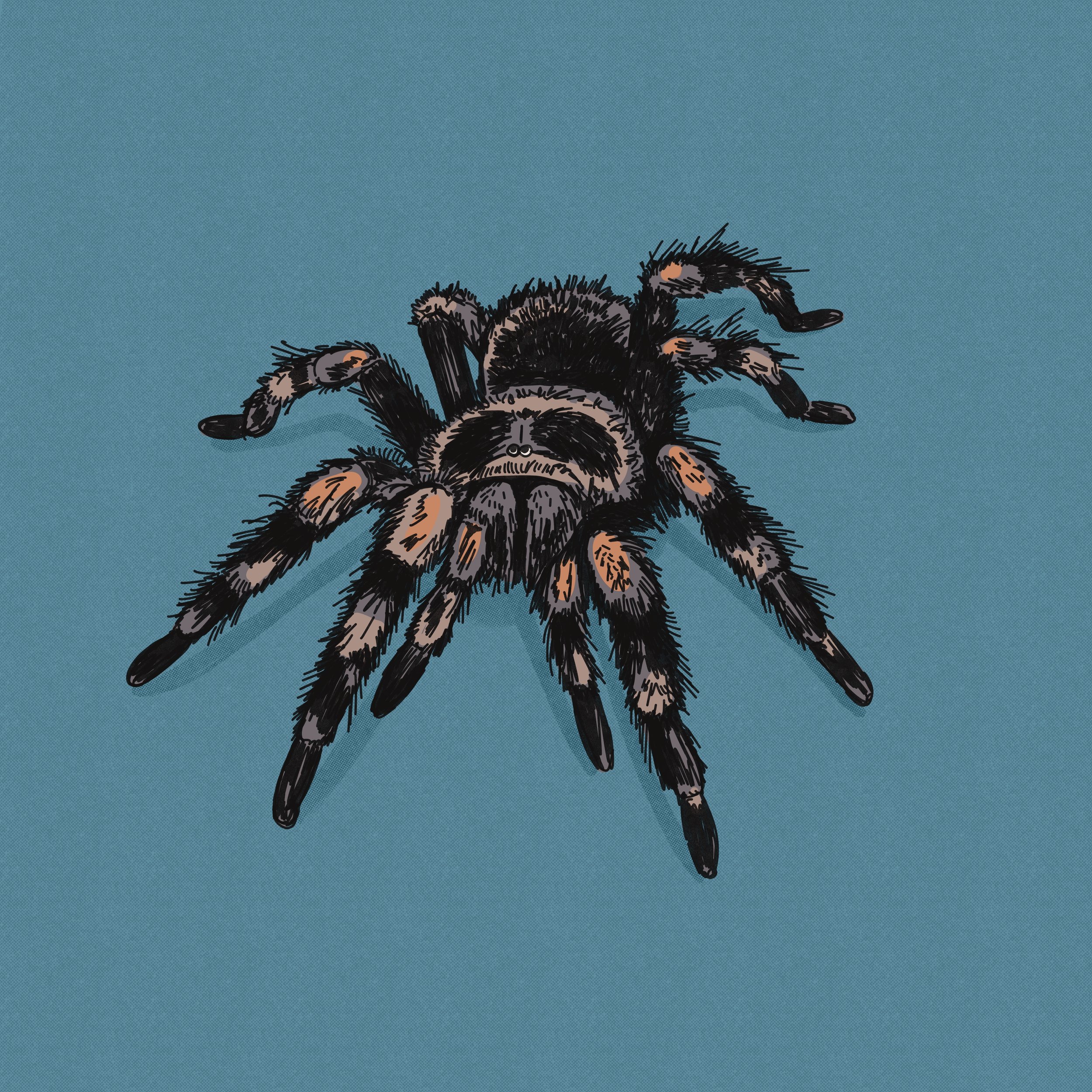 Hand-drawn illustration of a tarantula. 