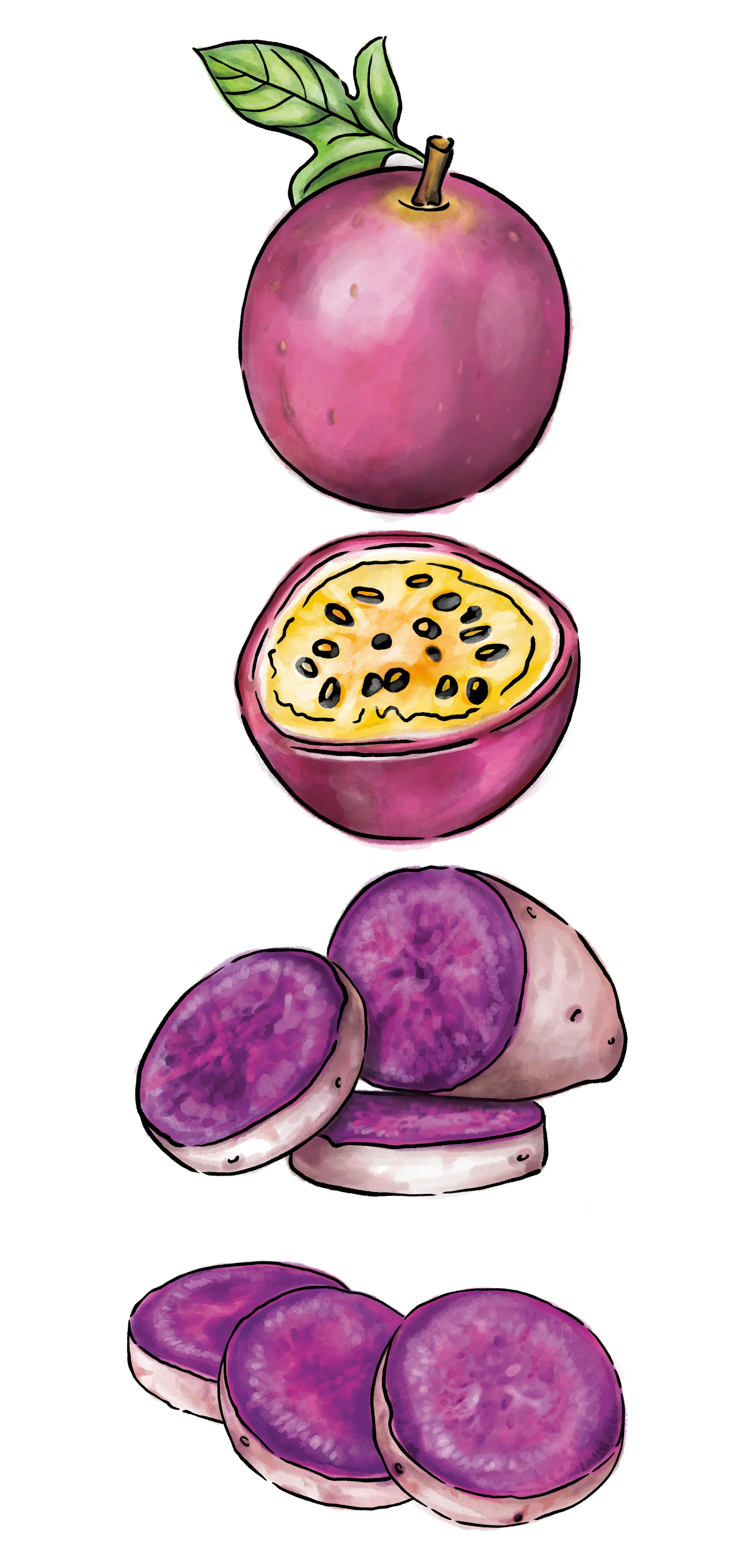 Watercolor paintings of purple sweet potatoes and passionfruit with a black line art border.