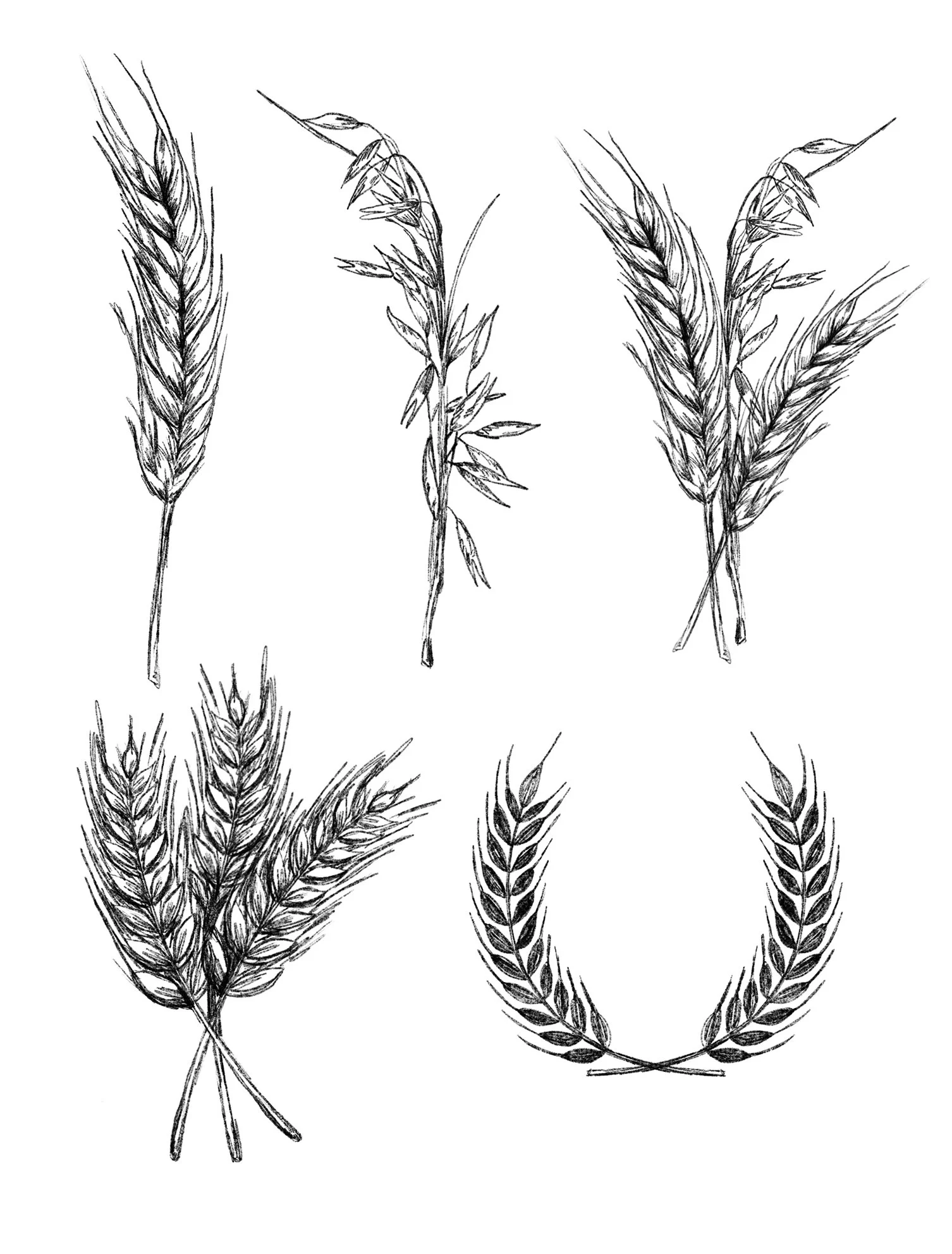Hand-drawn sketches of wheat grains for beer labels. 