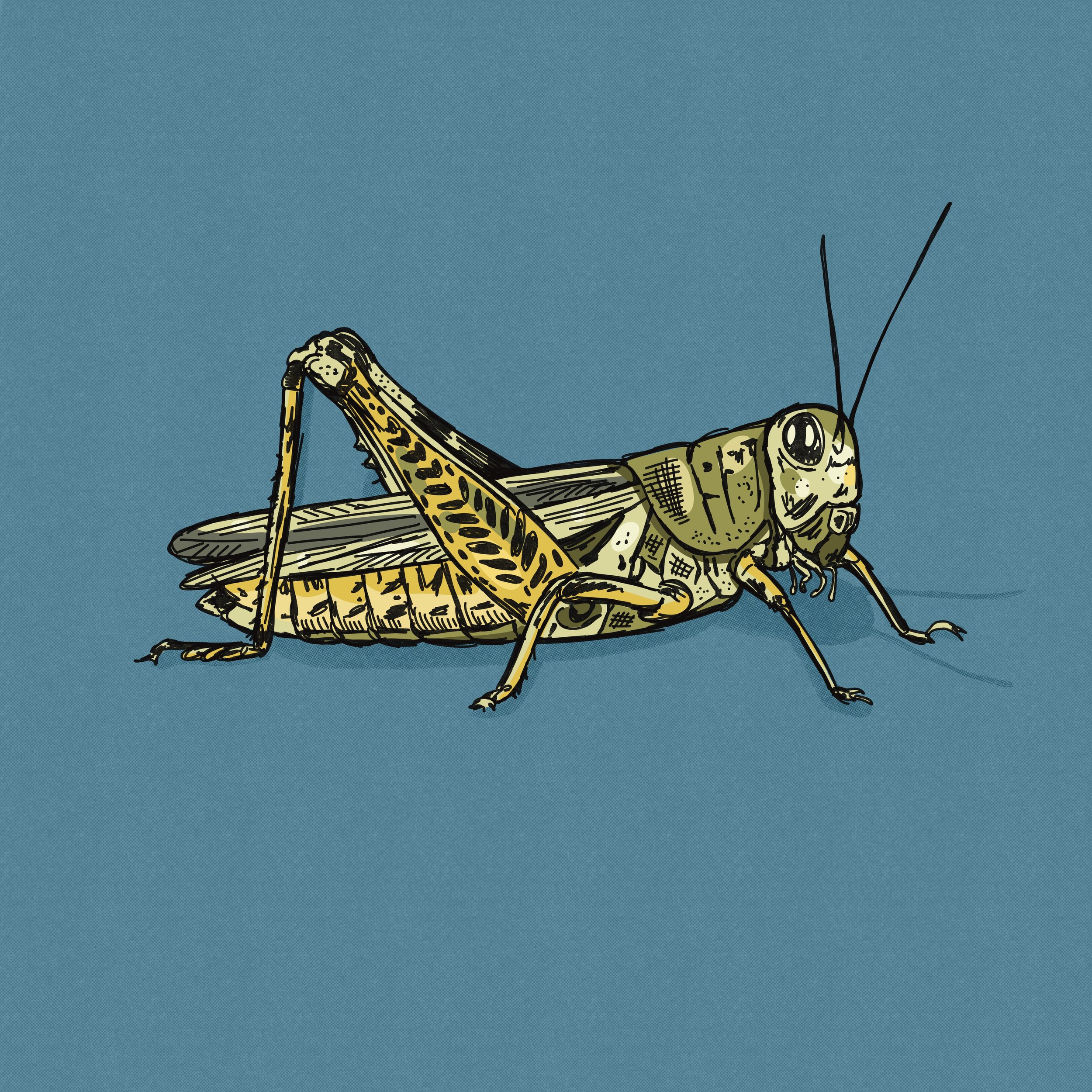 Pen and ink illustration of a grasshopper drawn digitally in Procreate with a sketchy style. 