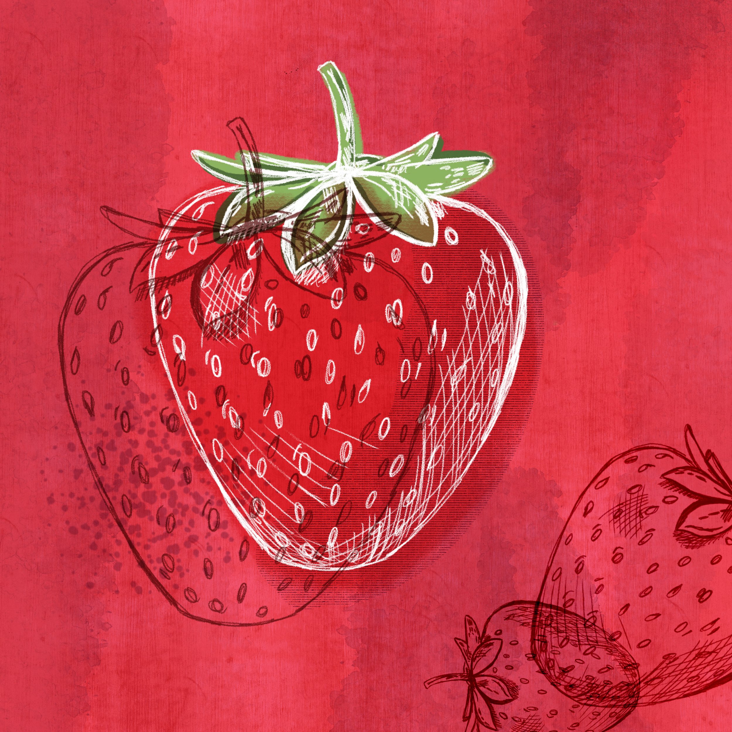 Hand drawn strawberry illustration. 