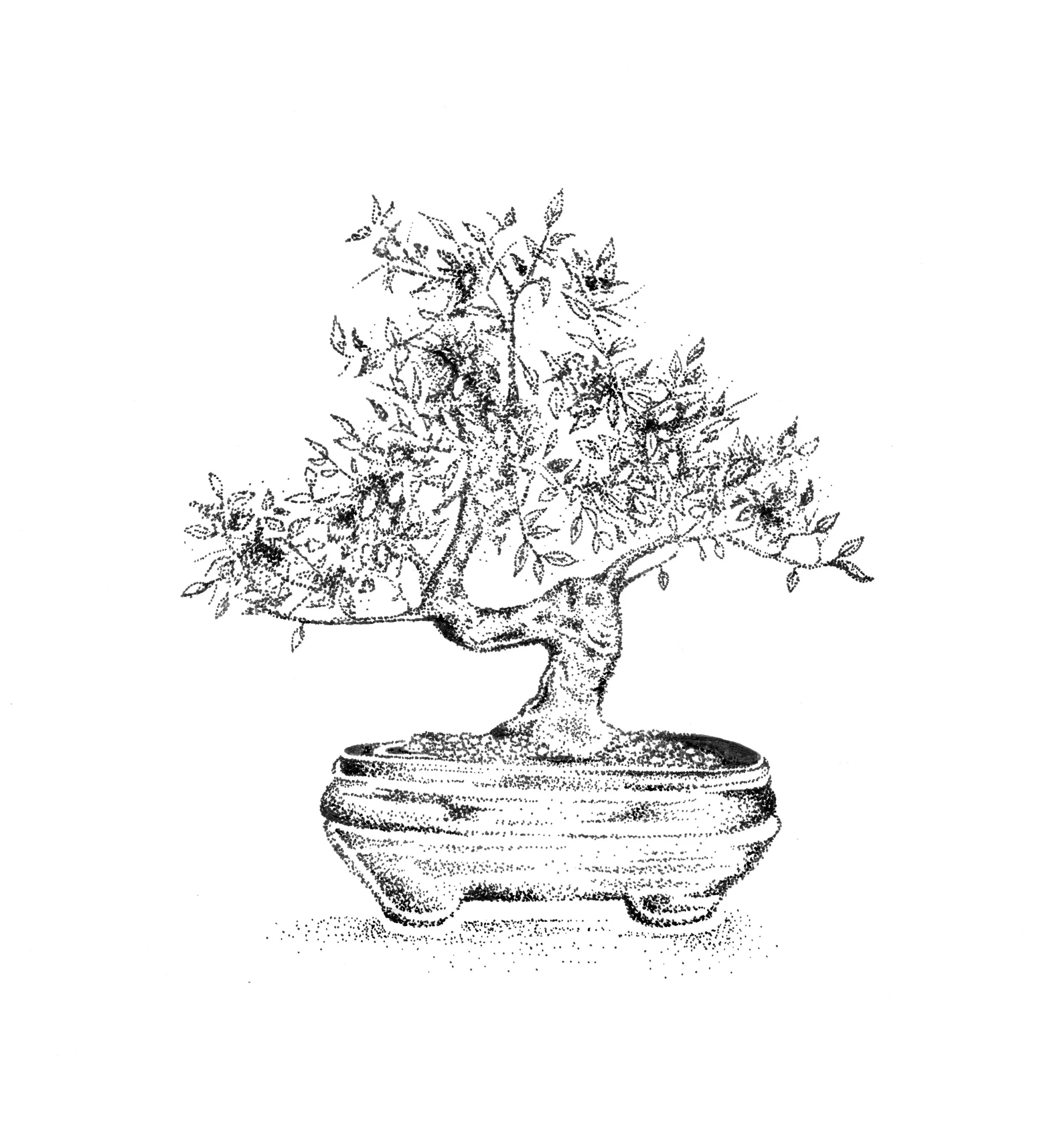 Pen and ink drawing of a bonsai tree in a put illustrated in all ink dots. 