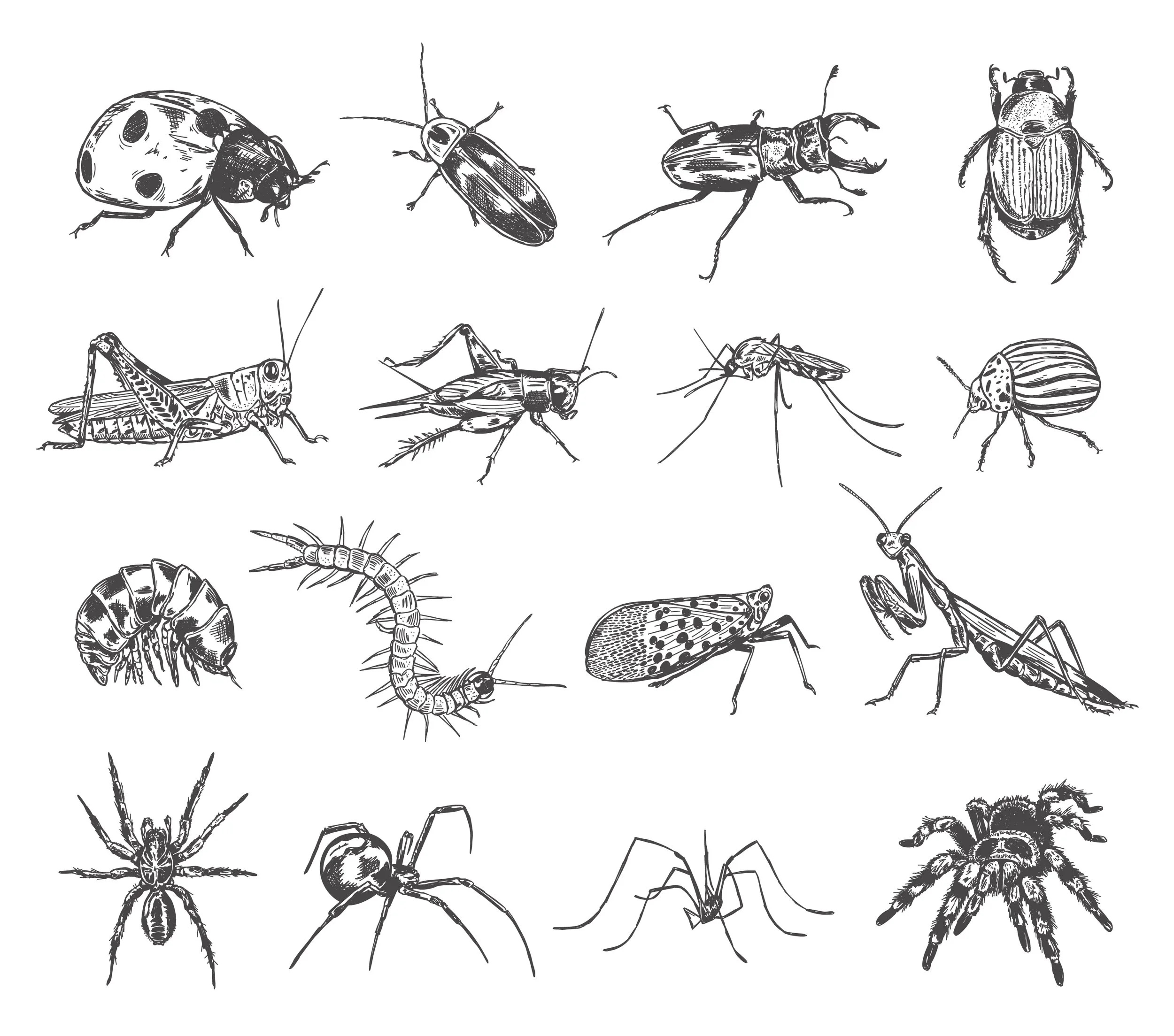 Pen and ink illustration of bug collection featuring spiders, beetles, insects and flying bugs. 