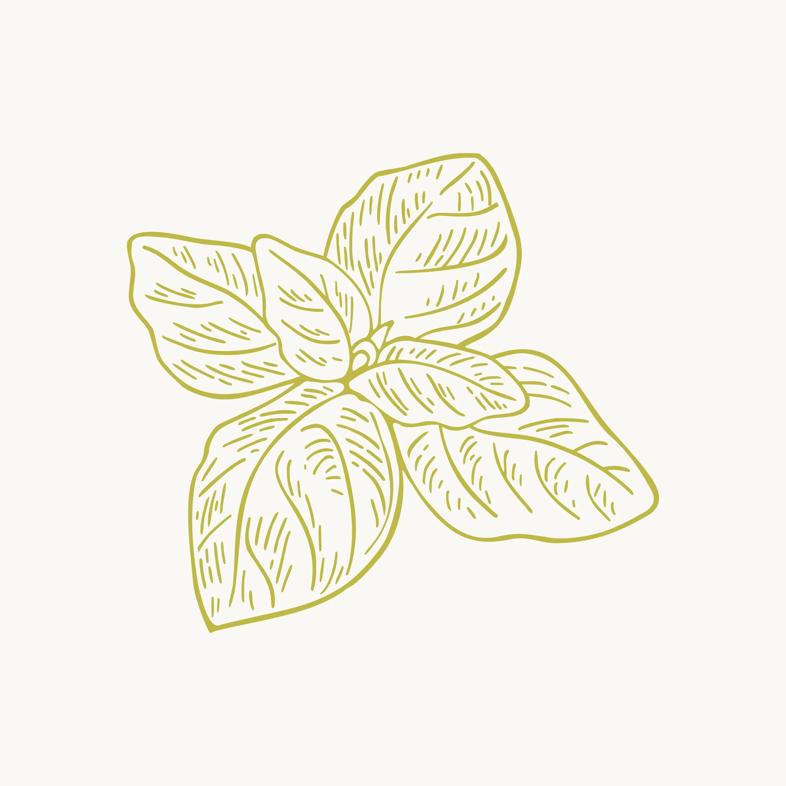 Vintage style illustration of oregano drawn in a line art outline for organic food packaging.