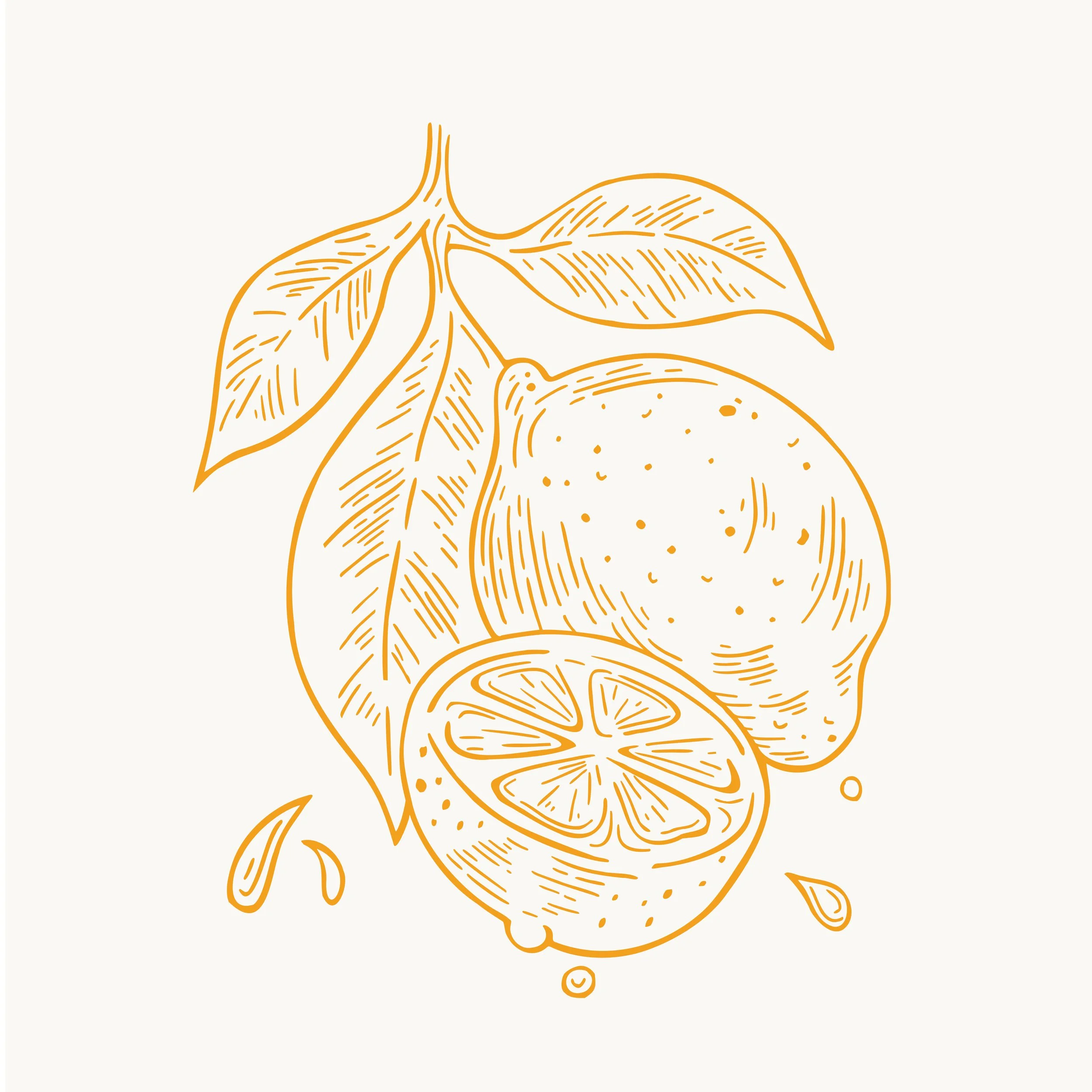 Engraving style illustration of lemons with juice splashes drawn for food packaging.