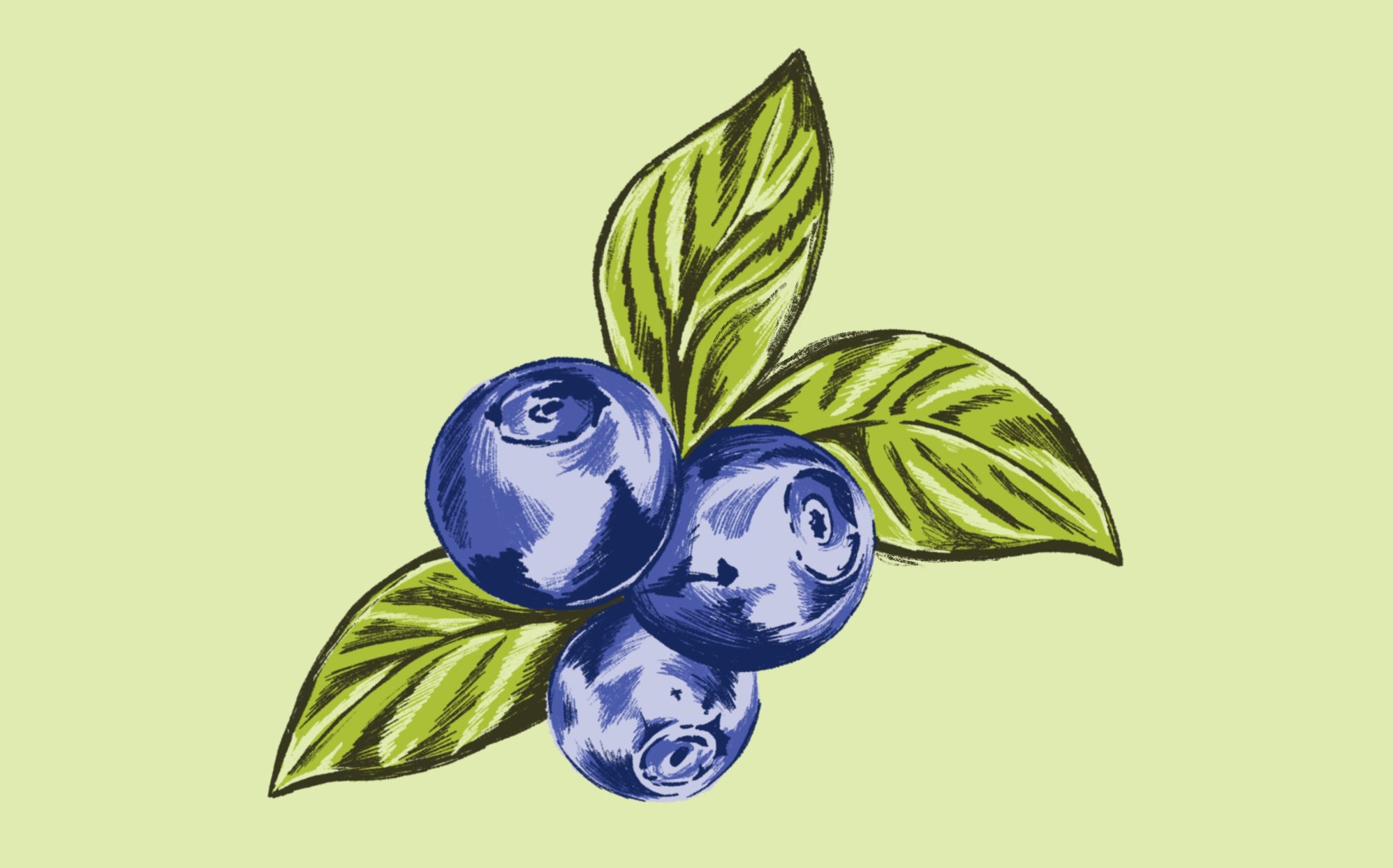 Hand drawn illustration of blueberries drawn with a pen.