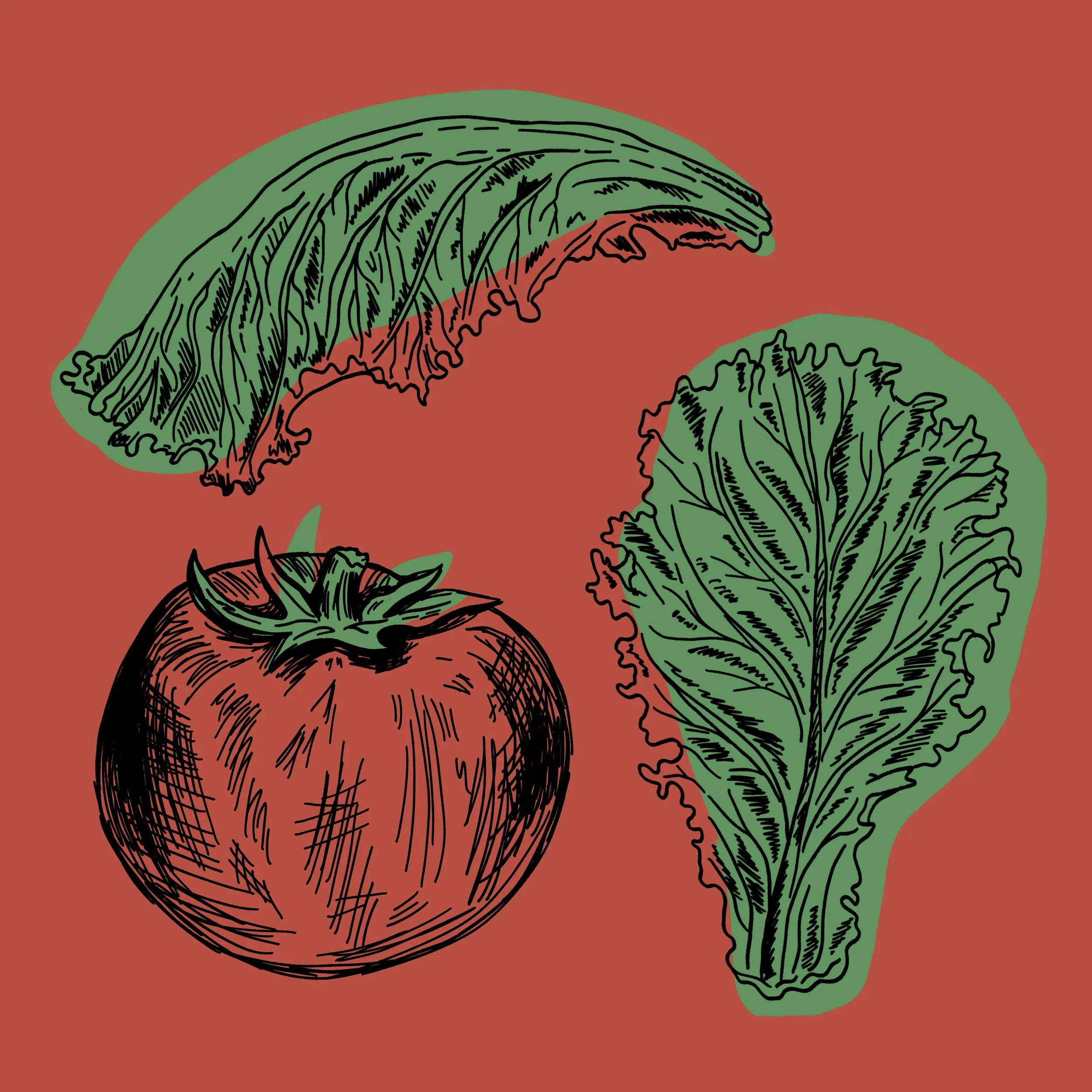 Hand-drawn illustrations of a tomato and lettuce illustrated for food packaging.