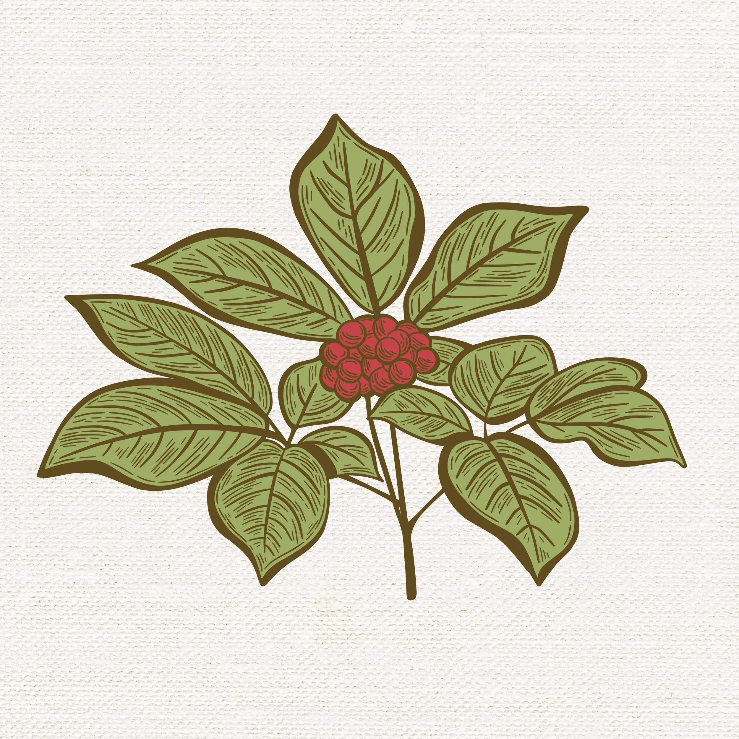 Vintage illustration of a ginseng plant drawn in a line art engraving style. 
