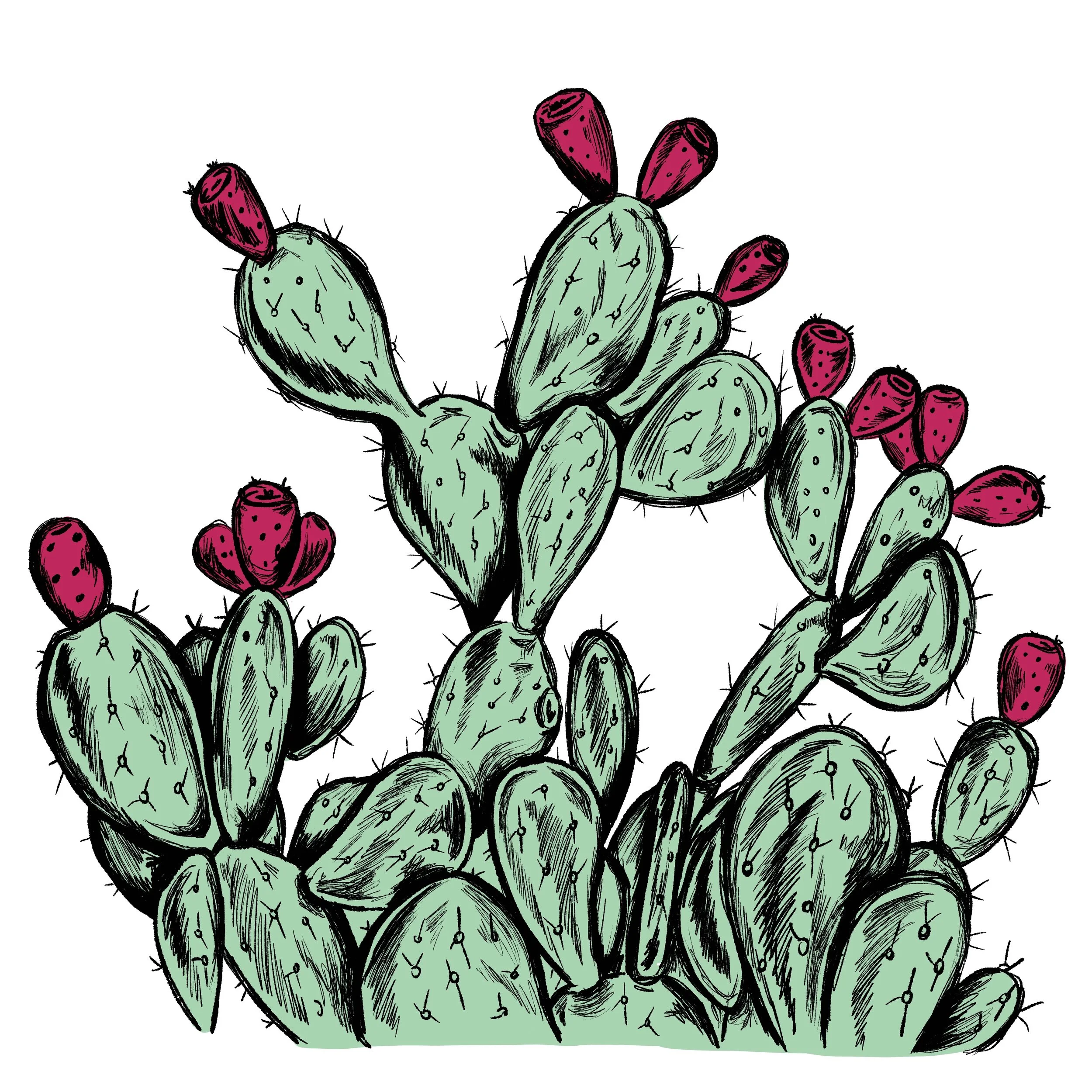 Hand-drawn illustration of a flowering cactus with black line art strokes and color blocking.