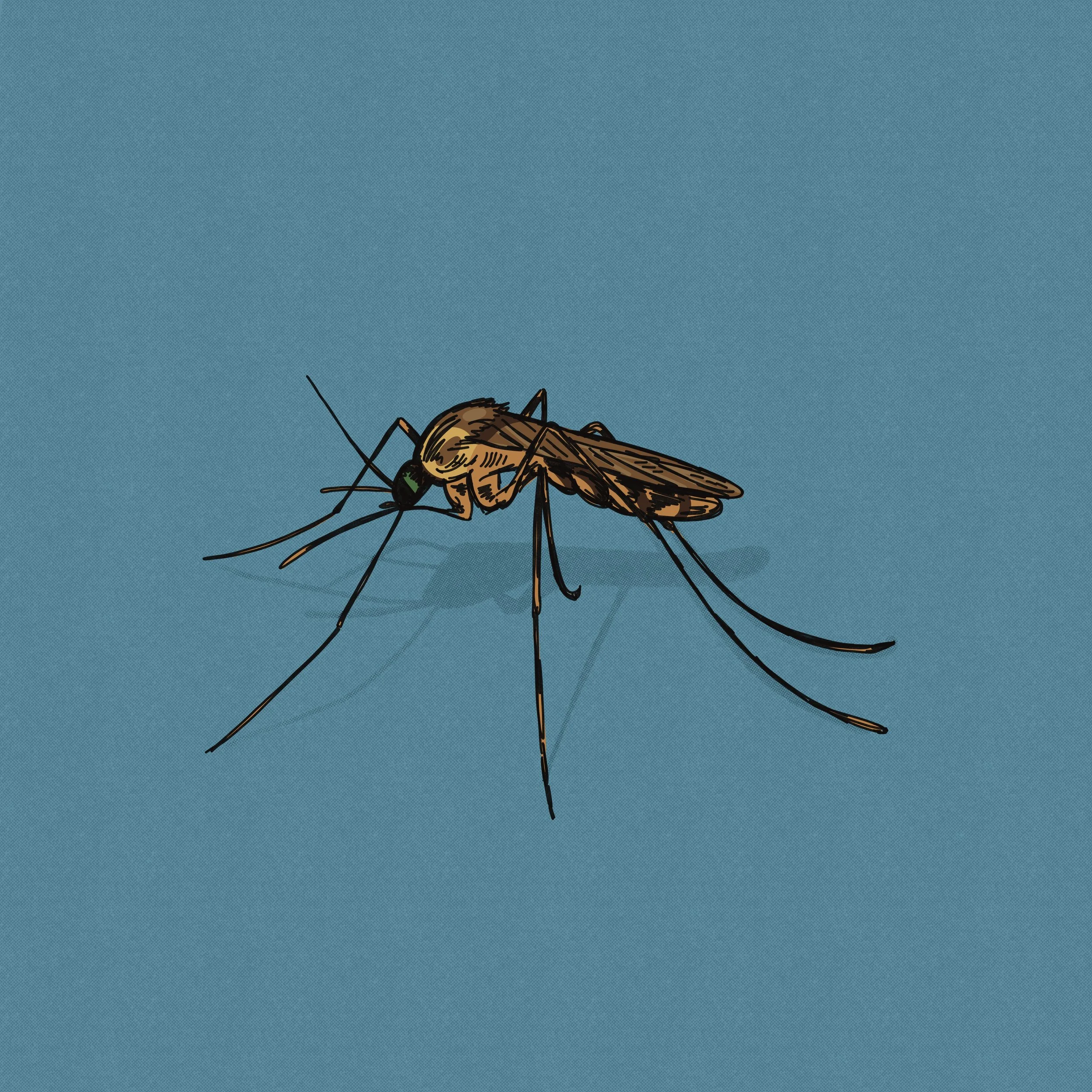 Mosquito hand drawn illustration. 