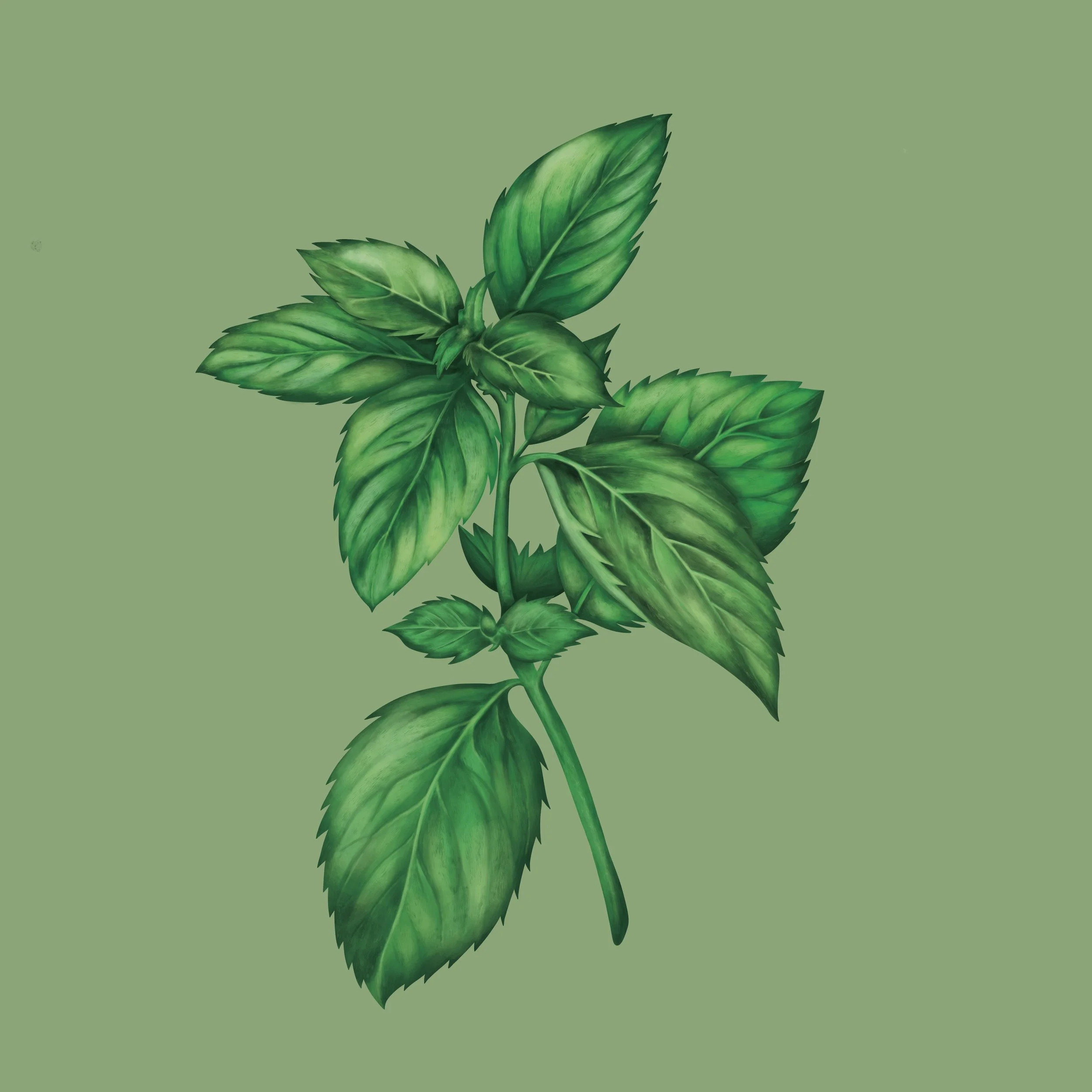 Painting of mint leaves illustrated for product packaging. 