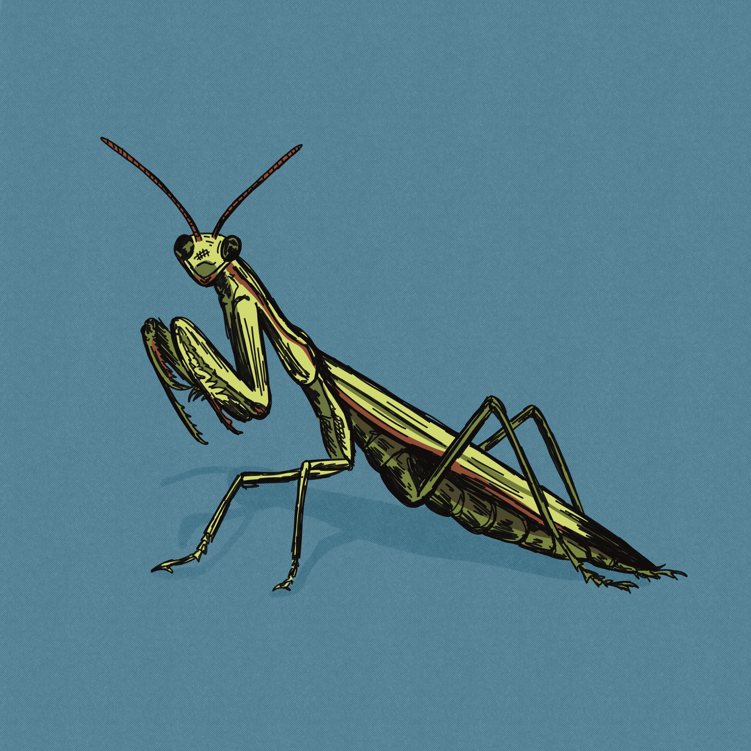 Praying mantis hand-drawn illustration. 
