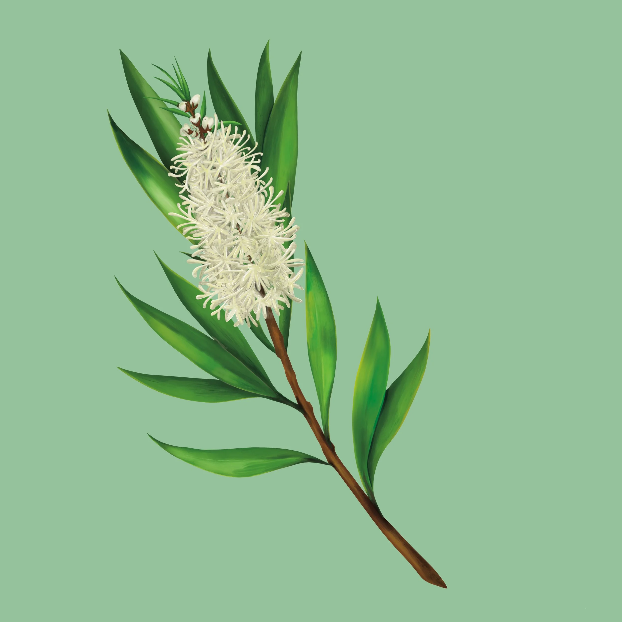 Tea tree flower and stem painting. Used on tea tree oil skincare packaging.