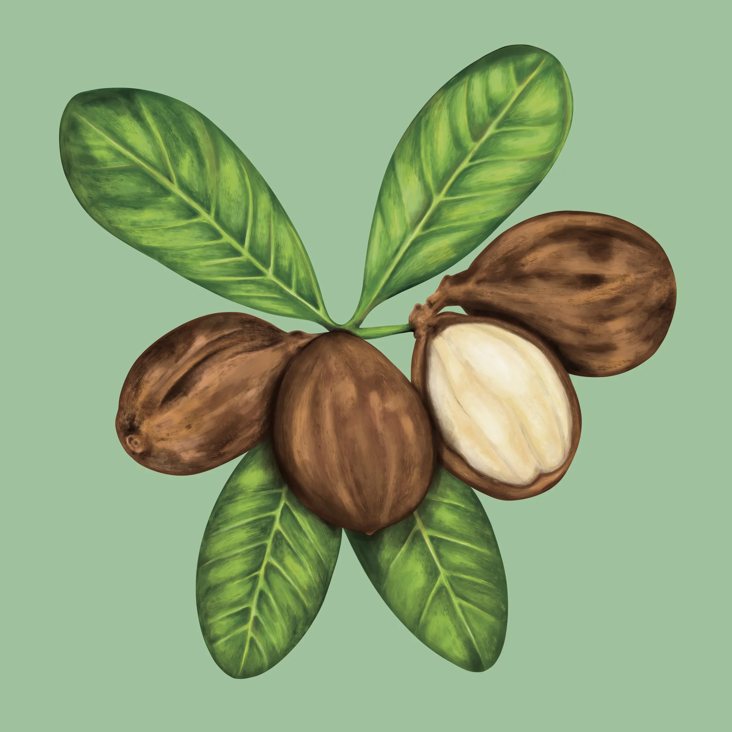 Painting of shea nuts with detailed leaves. 