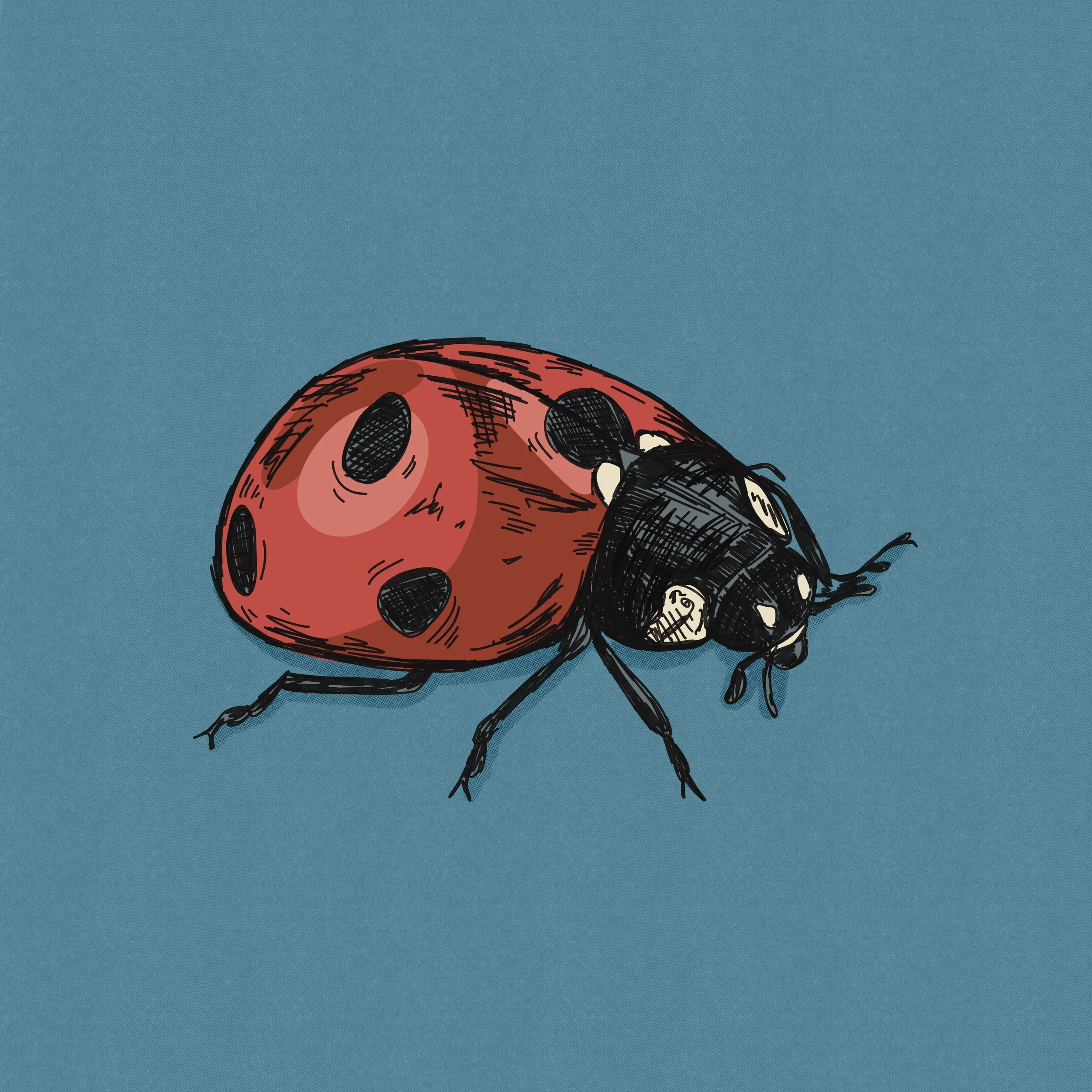 Hand-drawn digital illustration of a lady bug.