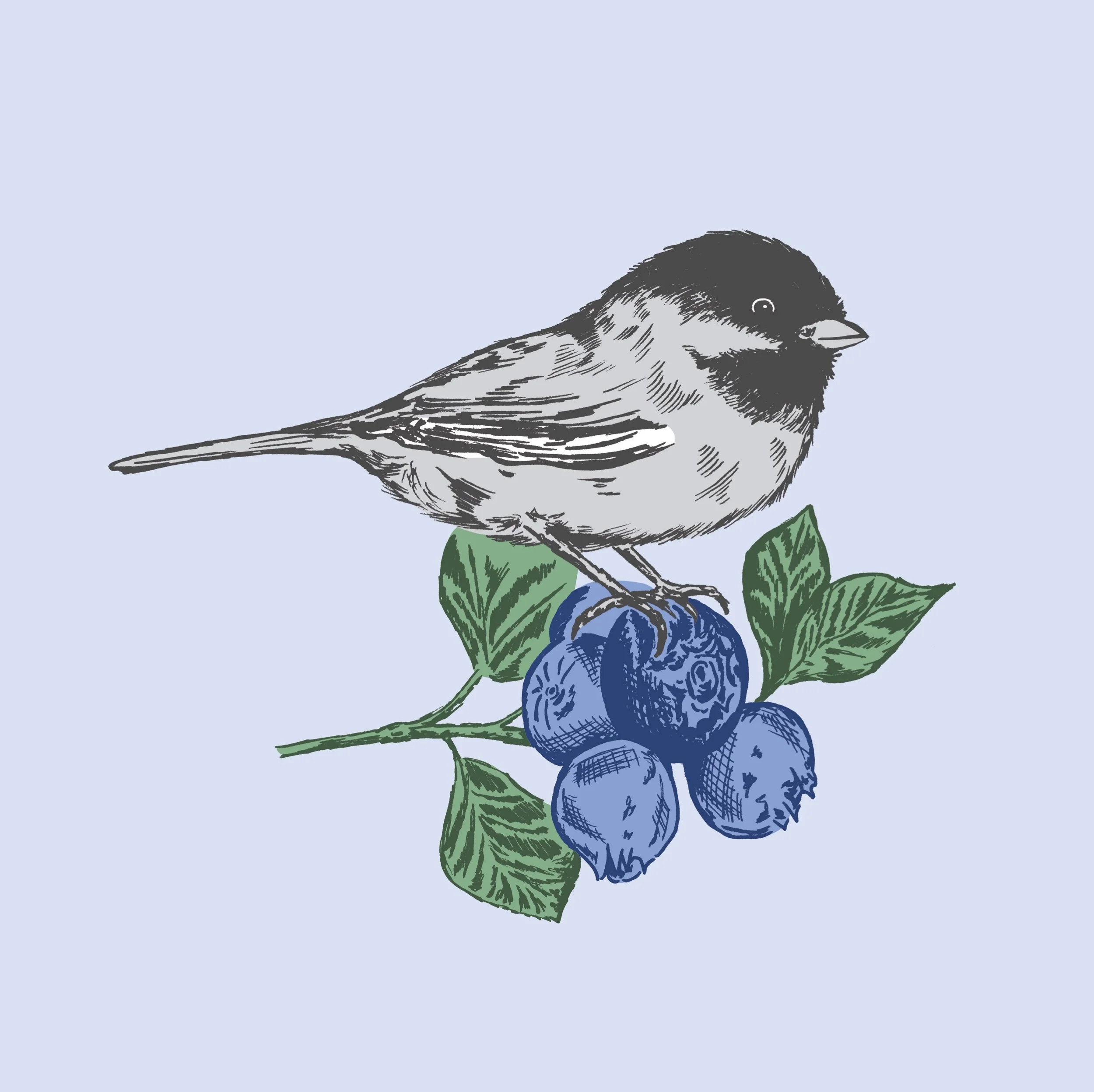 Digital illustration of a black capped chickadee sitting on a blueberry with muted color tones.