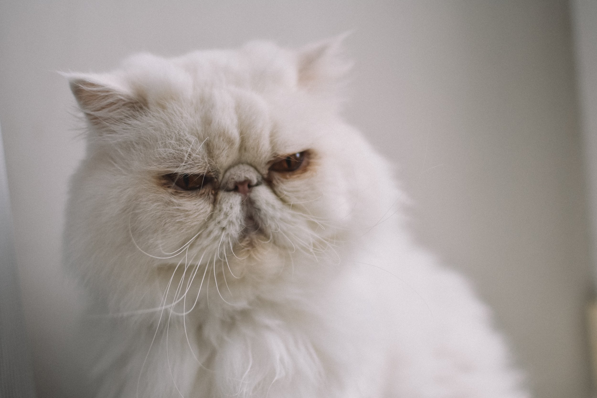 Persian cats: Is it too late for the breed? — The Little Carnivore