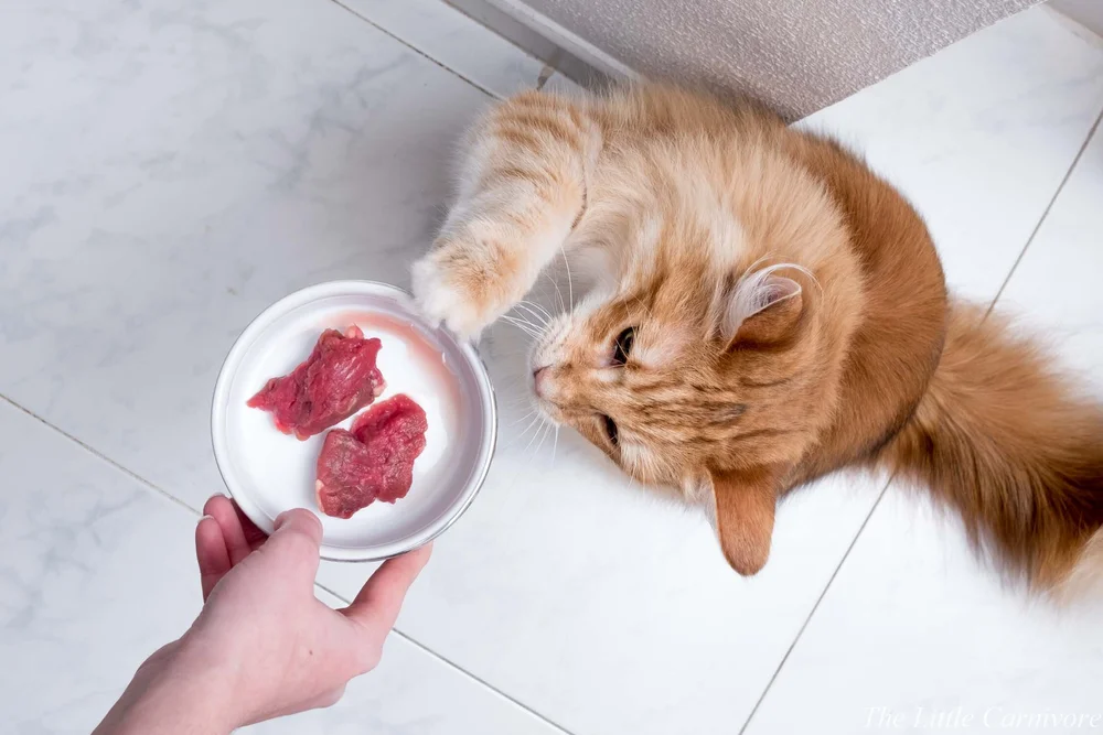 the-little-carnivore